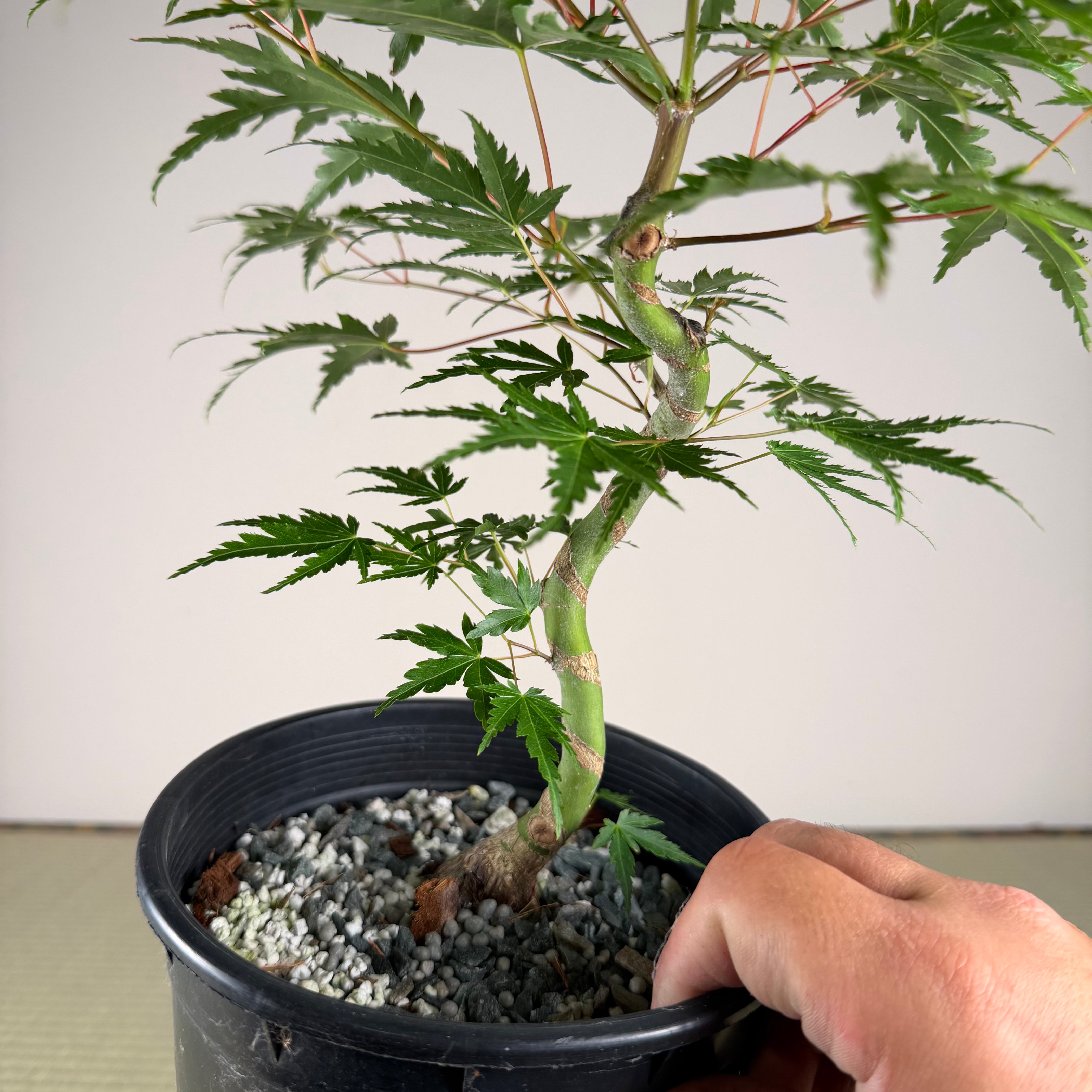 Acer palmatum 'Katsura' (taille réduite)