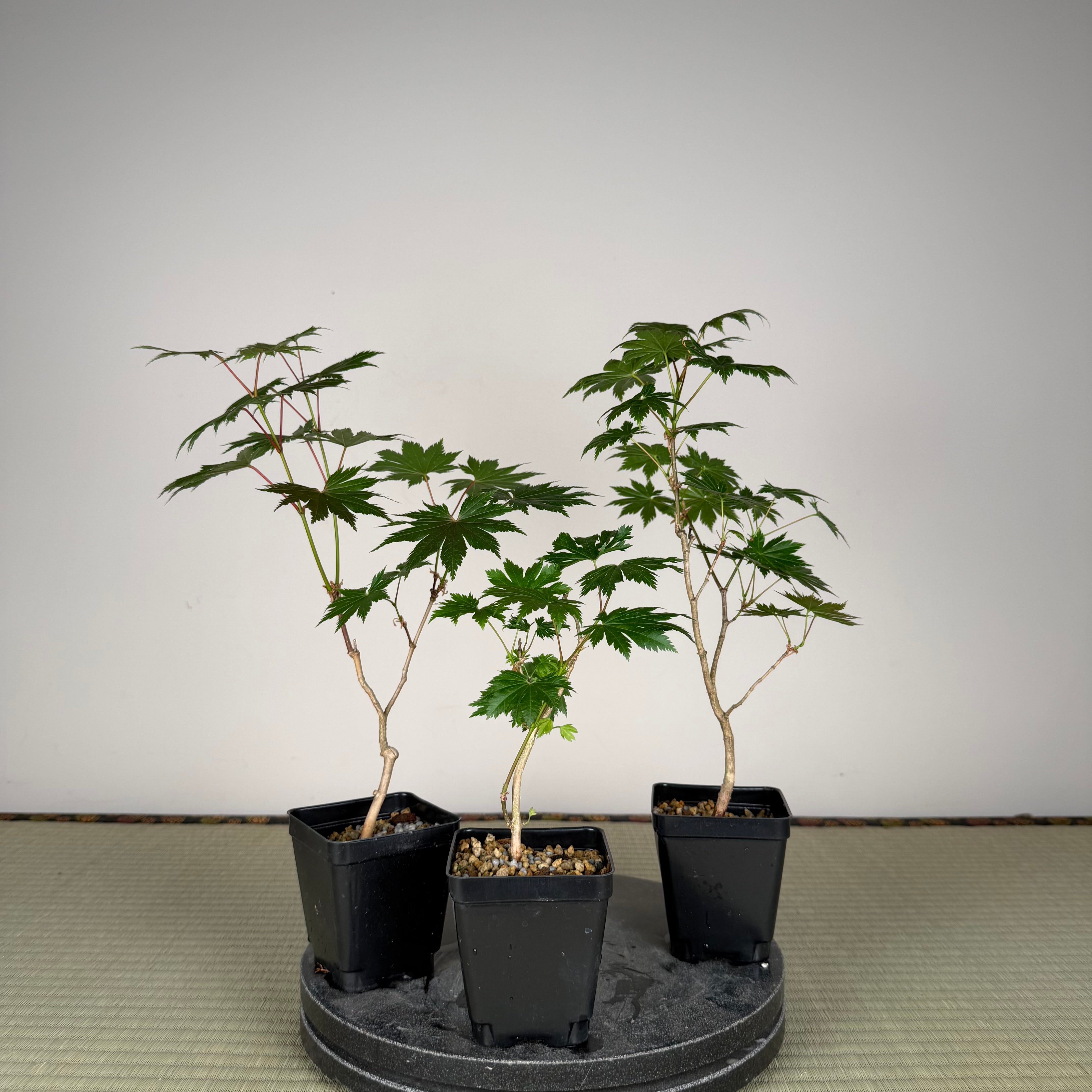 Acer tenuifolium 'Kohauchiwa' (1 unité)
