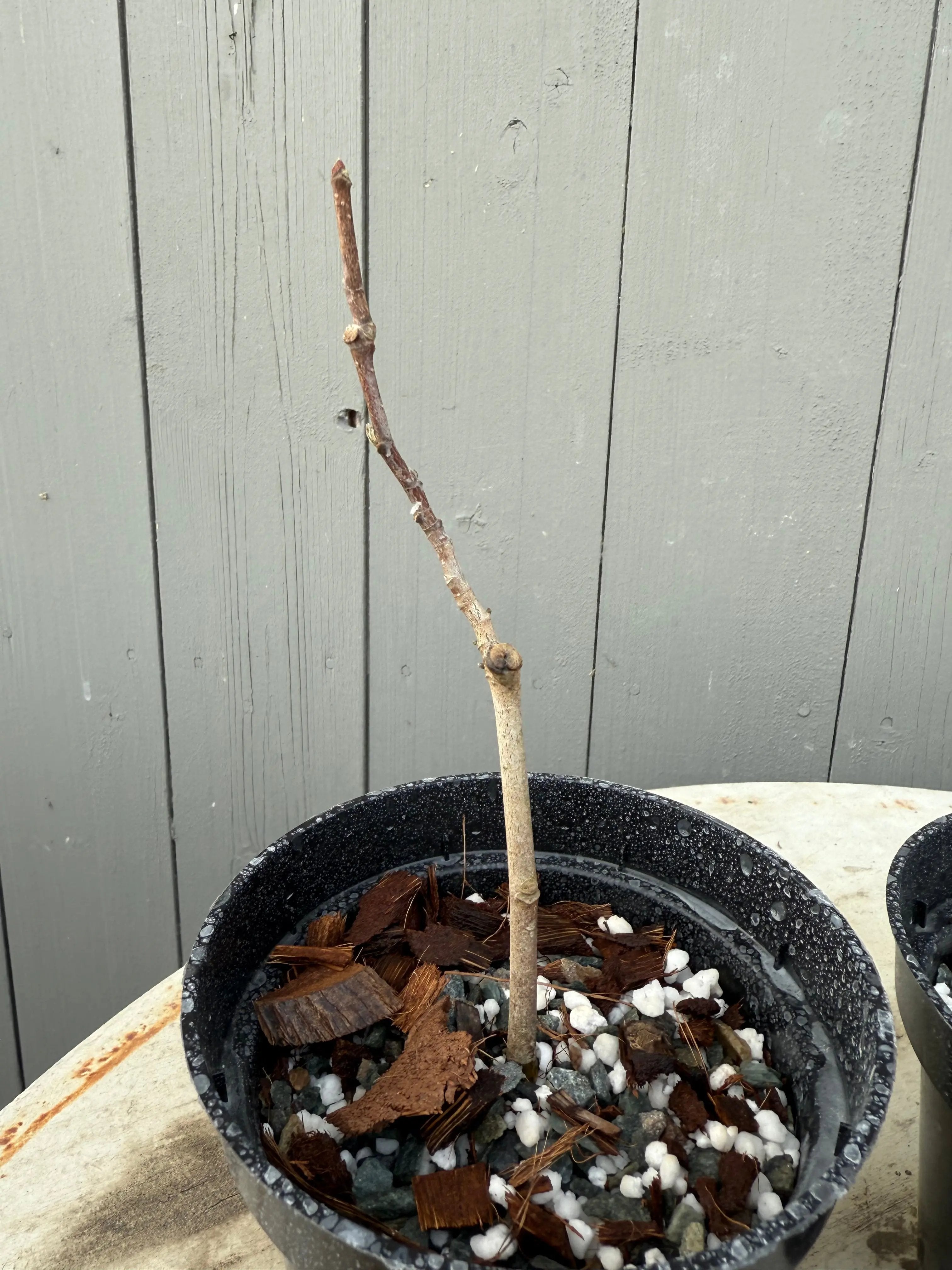 Magnolia kobus (dwarf) Canada Bonsai