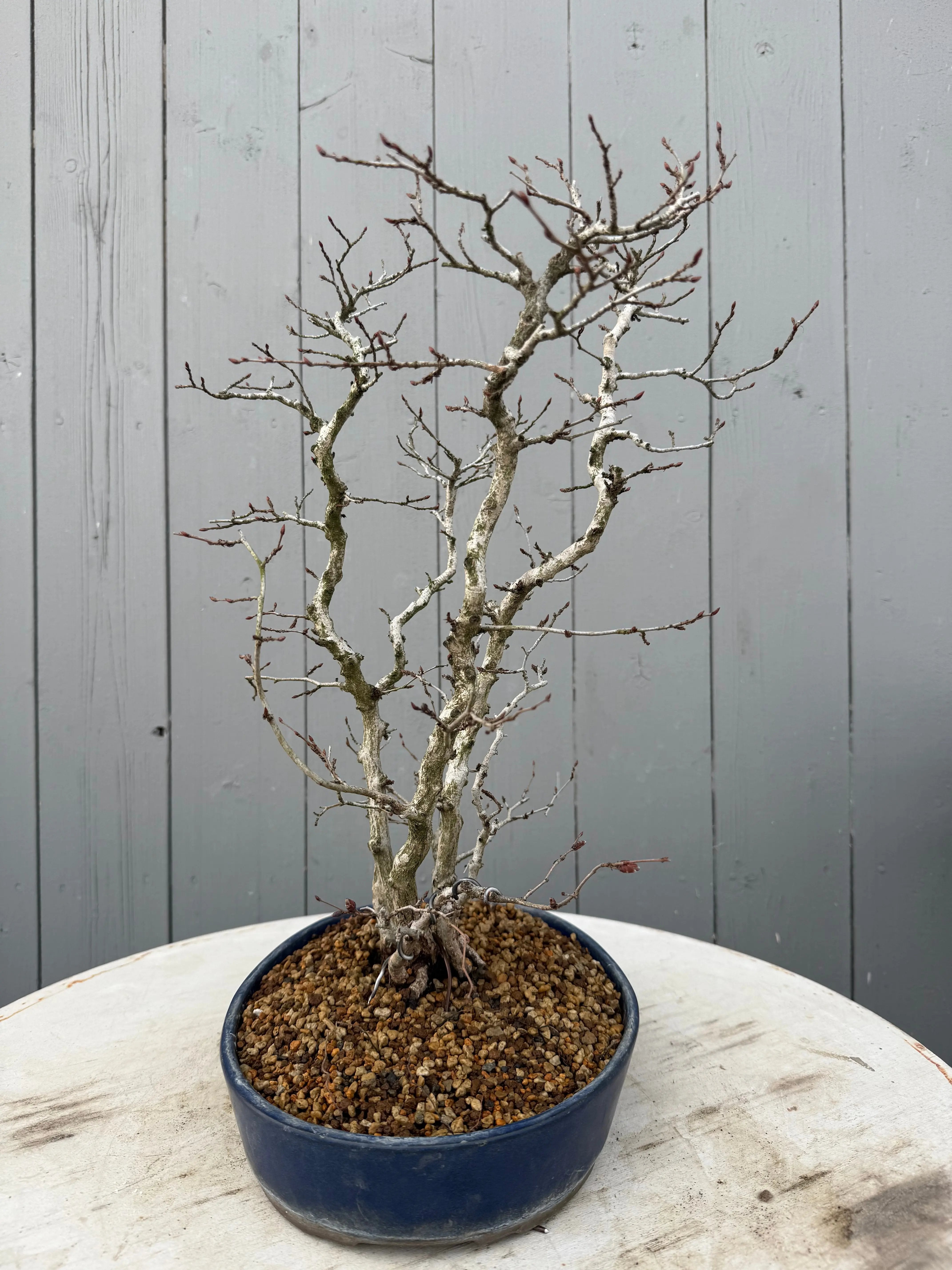 Carpinus turczaninowii Canada Bonsai