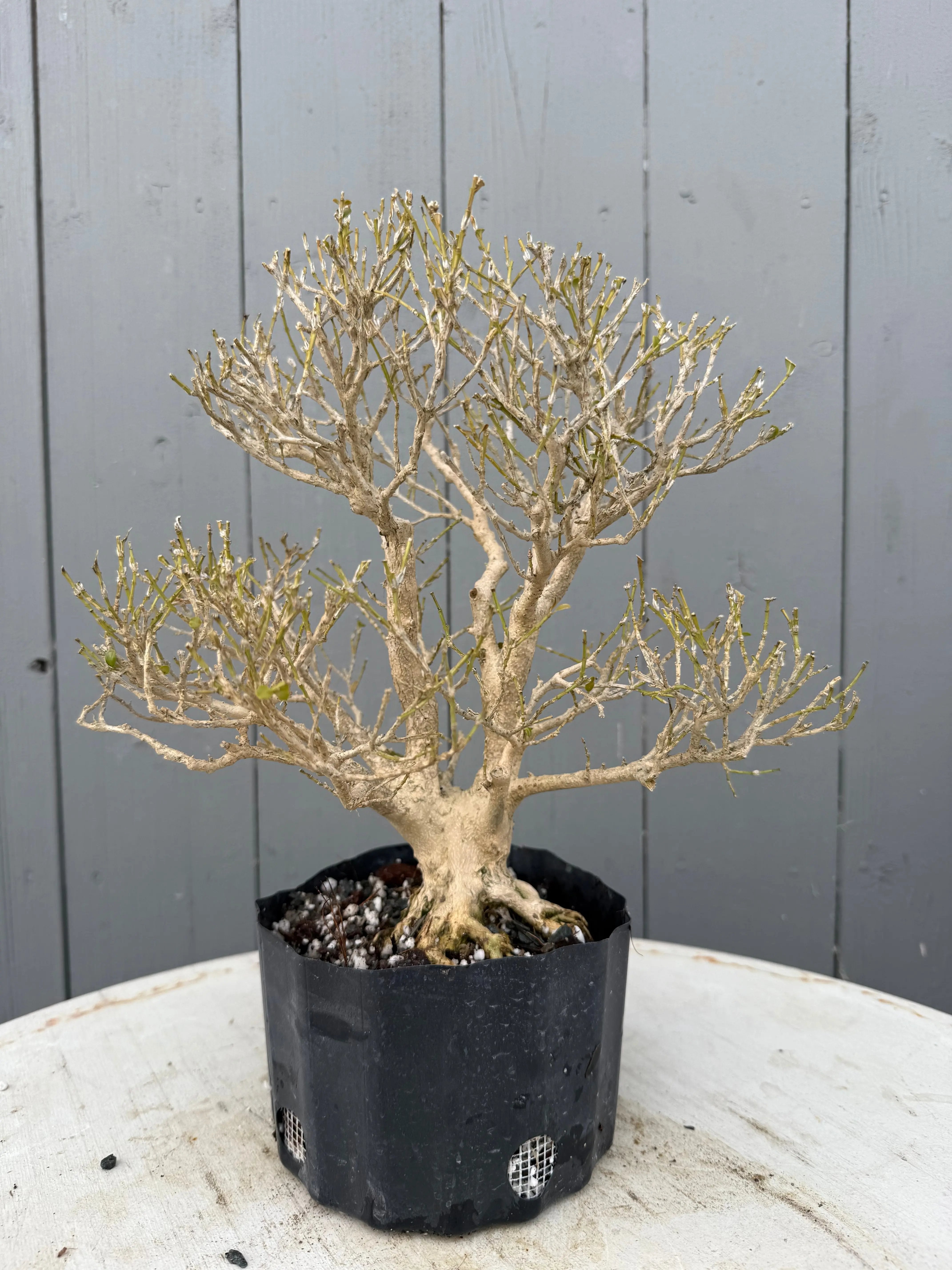 Ligustrum obtusifolium Canada Bonsai