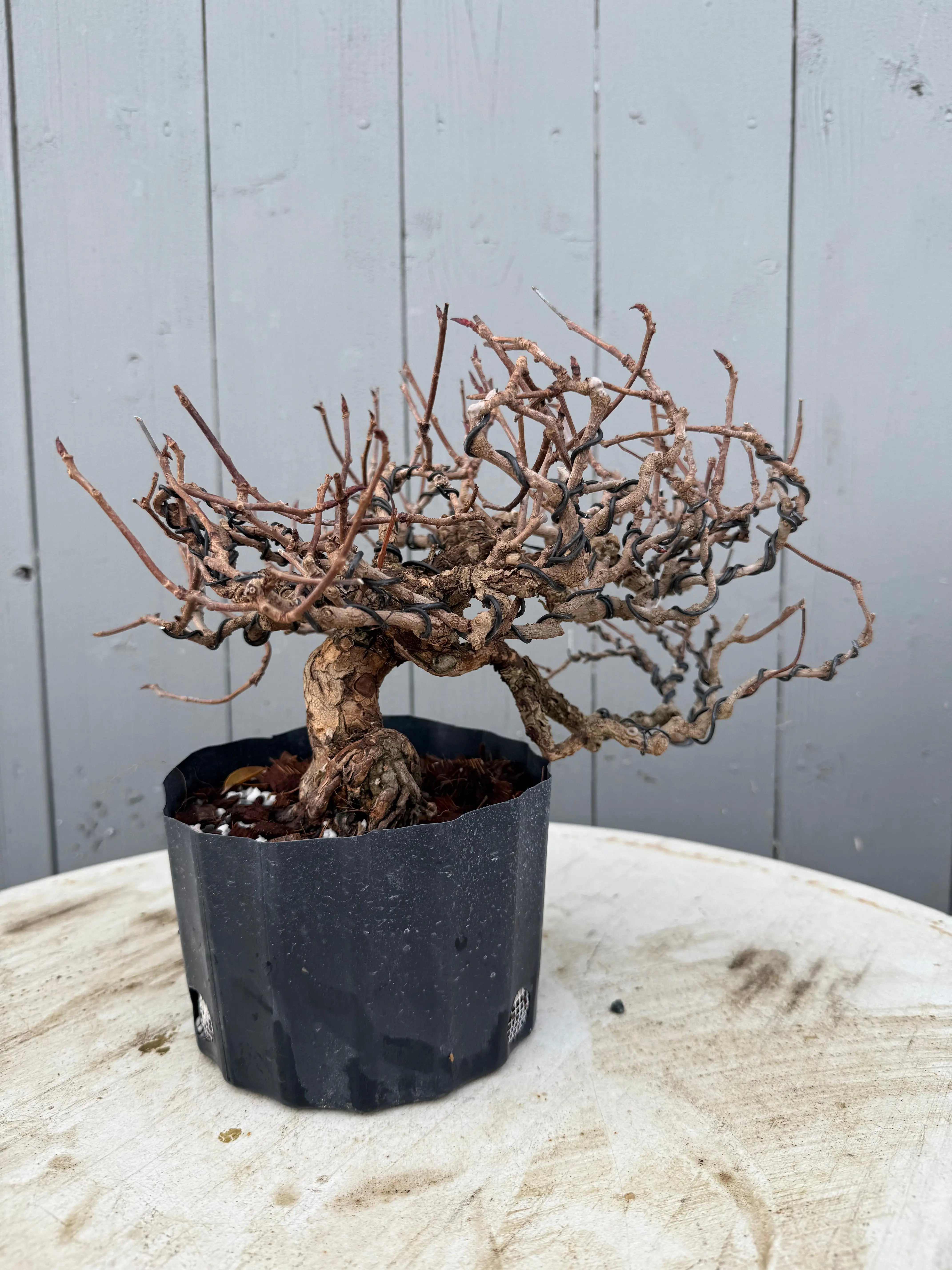 Kadsura japonica Canada Bonsai