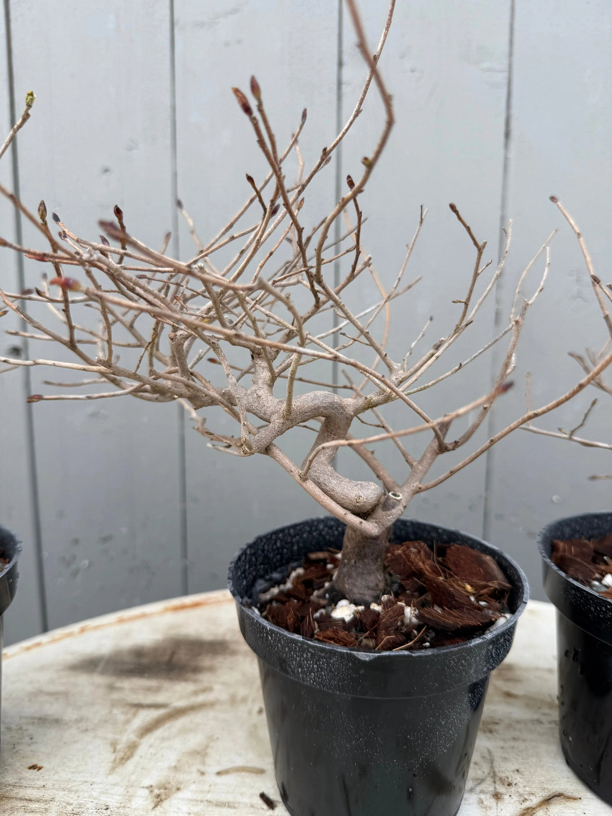 Corylopsis spicata Canada Bonsai
