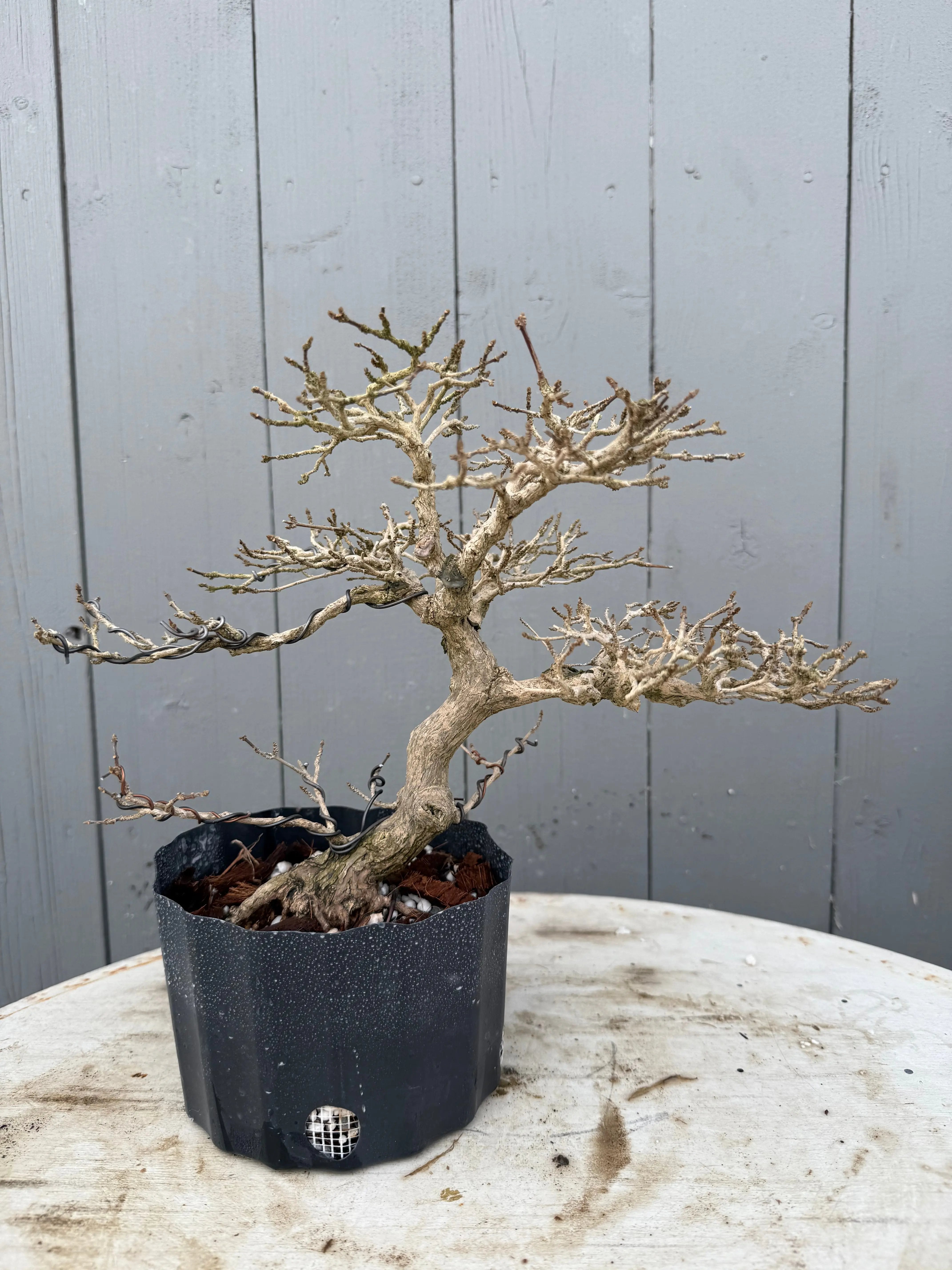 Premna japonica Canada Bonsai