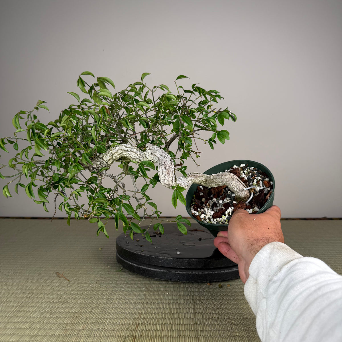 Euonymus