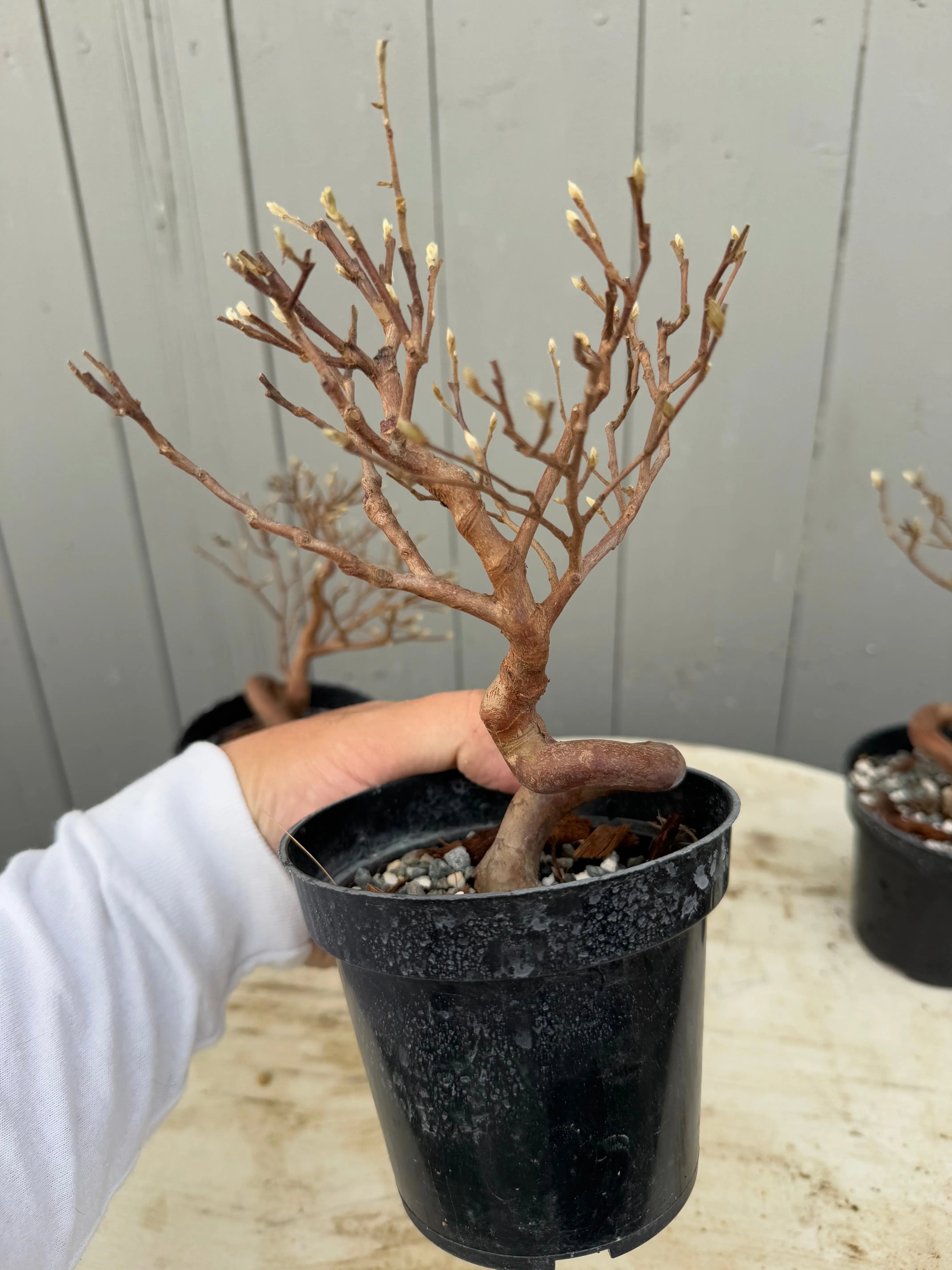 Stewartia monadelpha Canada Bonsai