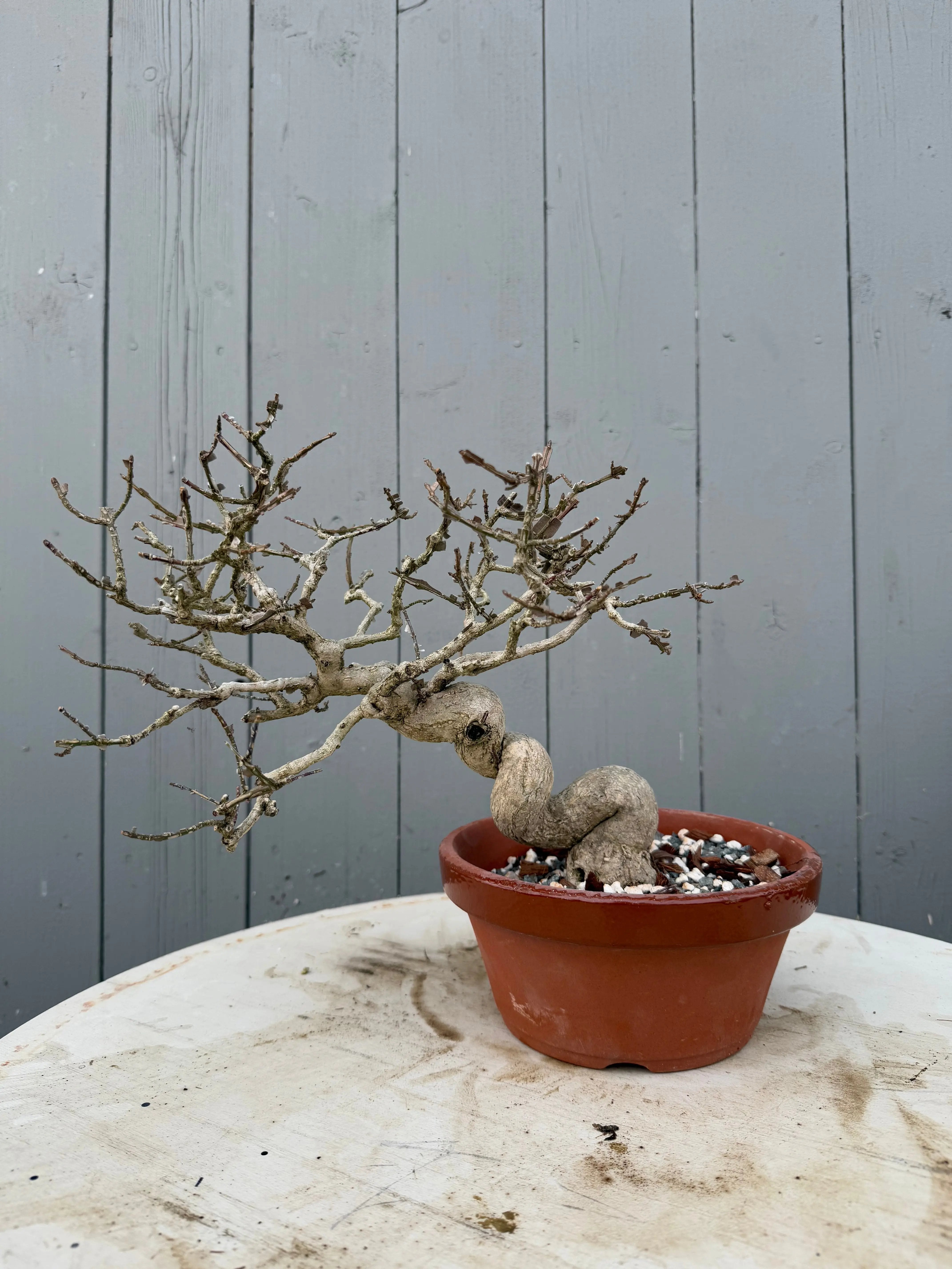 Euonymus Canada Bonsai