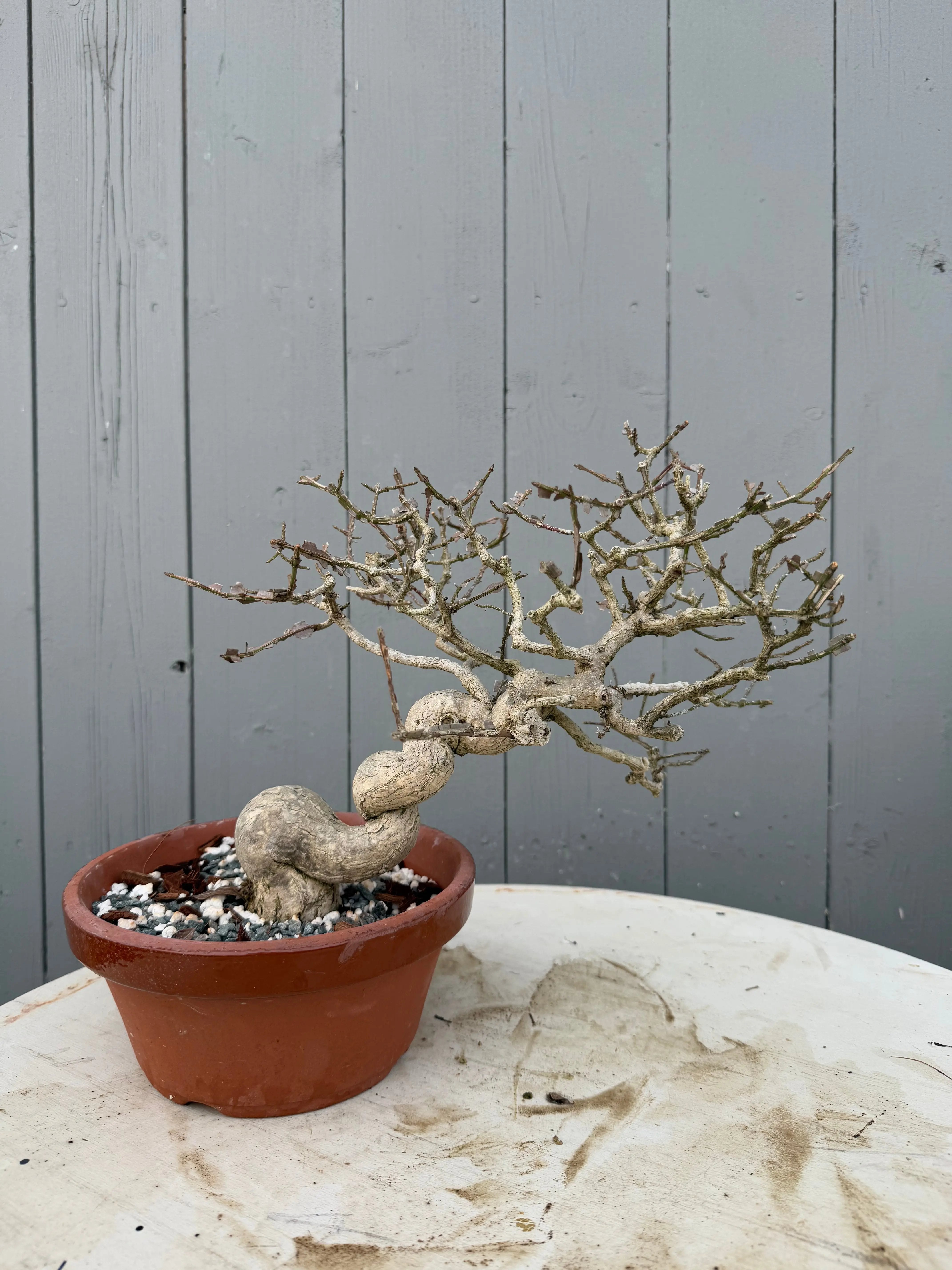 Euonymus Canada Bonsai