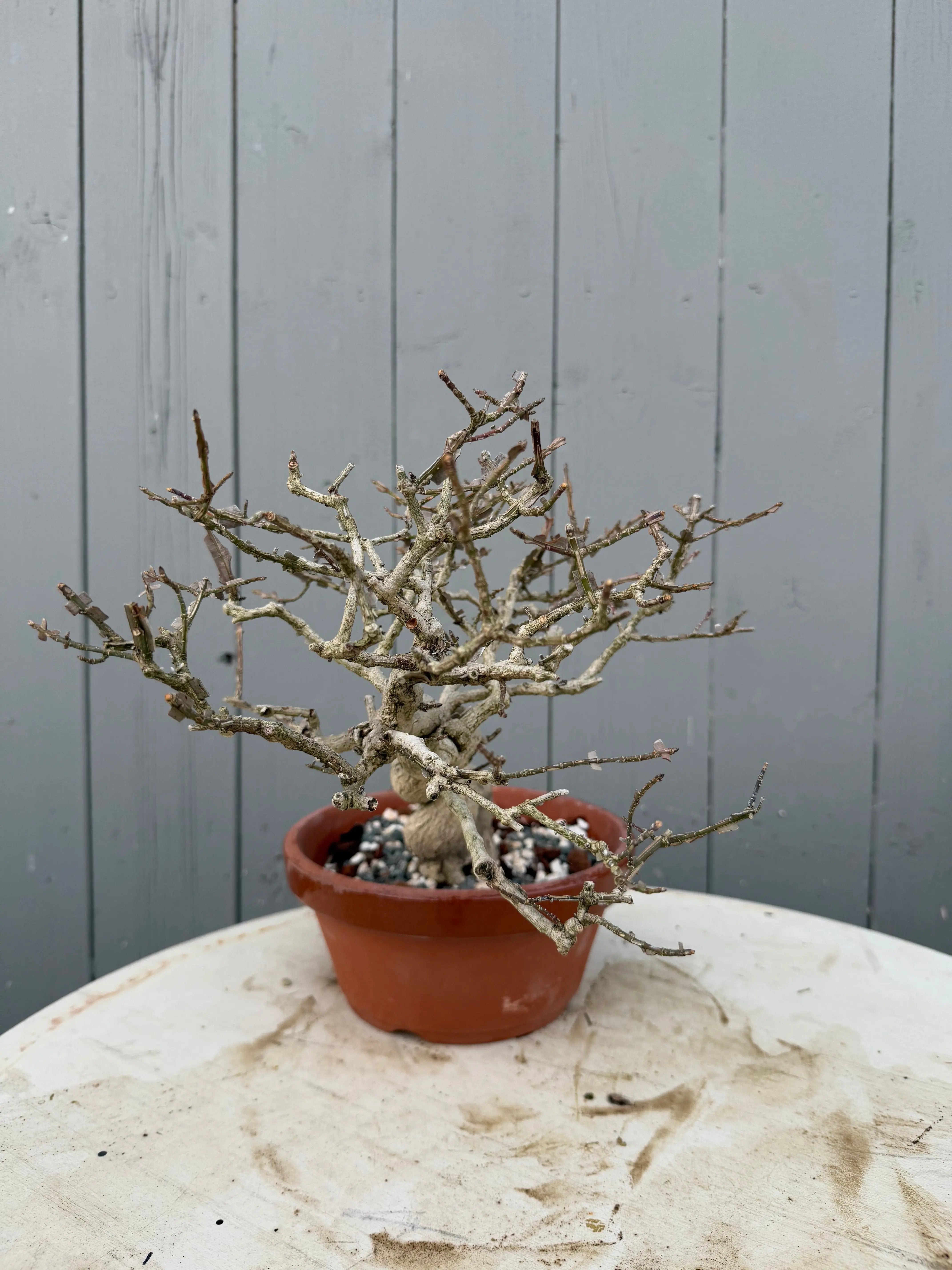 Euonymus Canada Bonsai