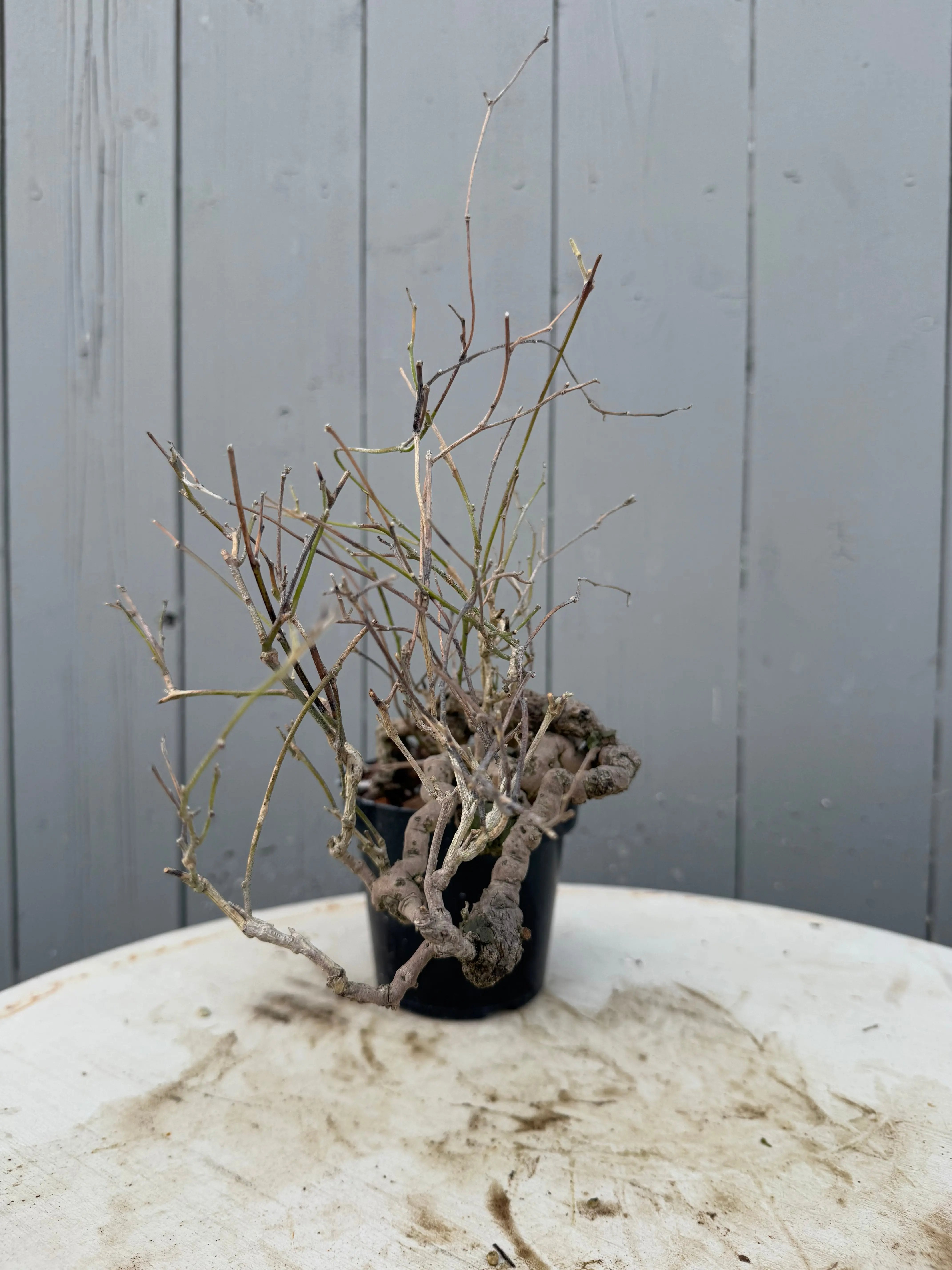 Cocculus orbiculatus Canada Bonsai