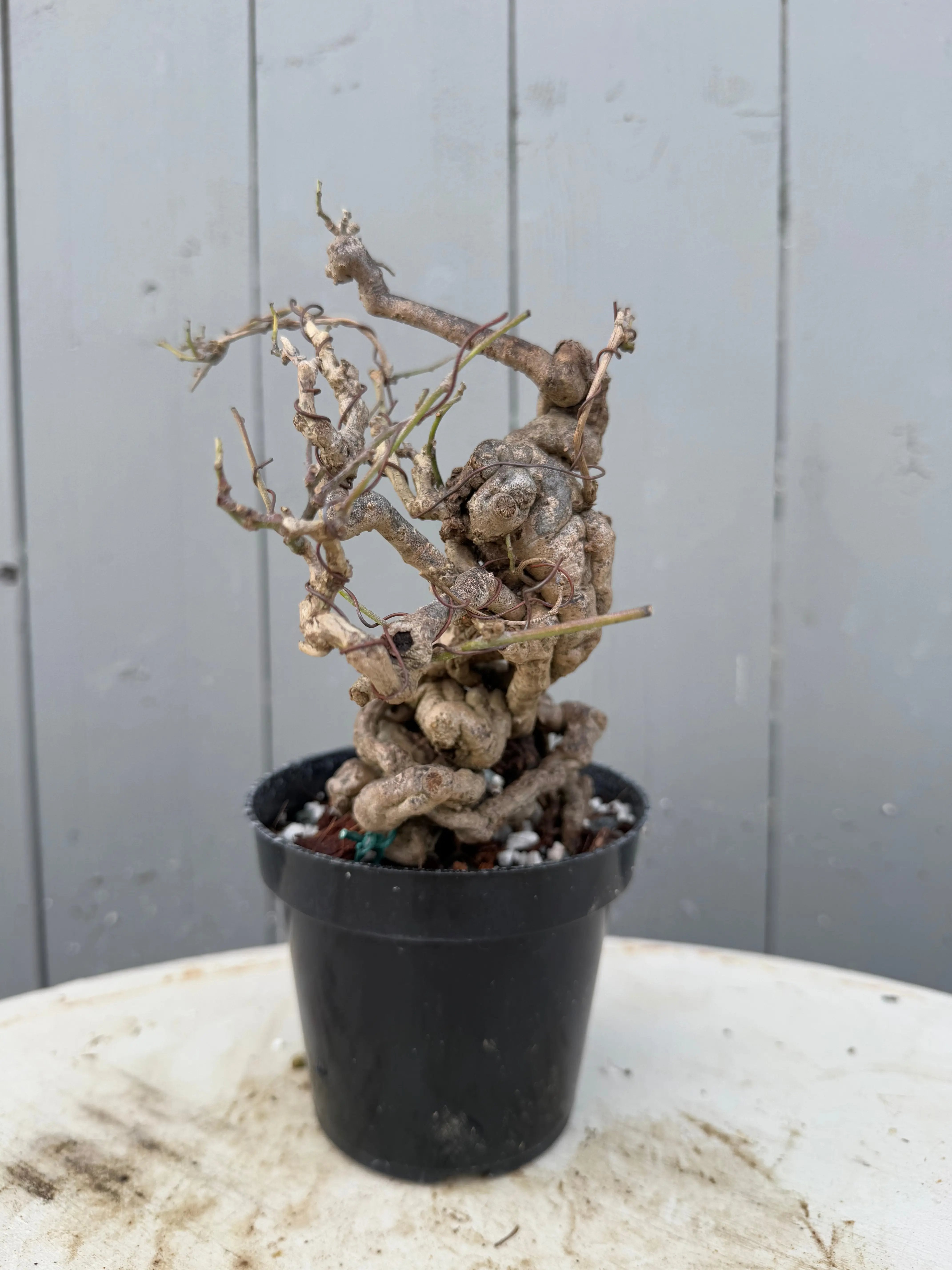 Cocculus orbiculatus Canada Bonsai