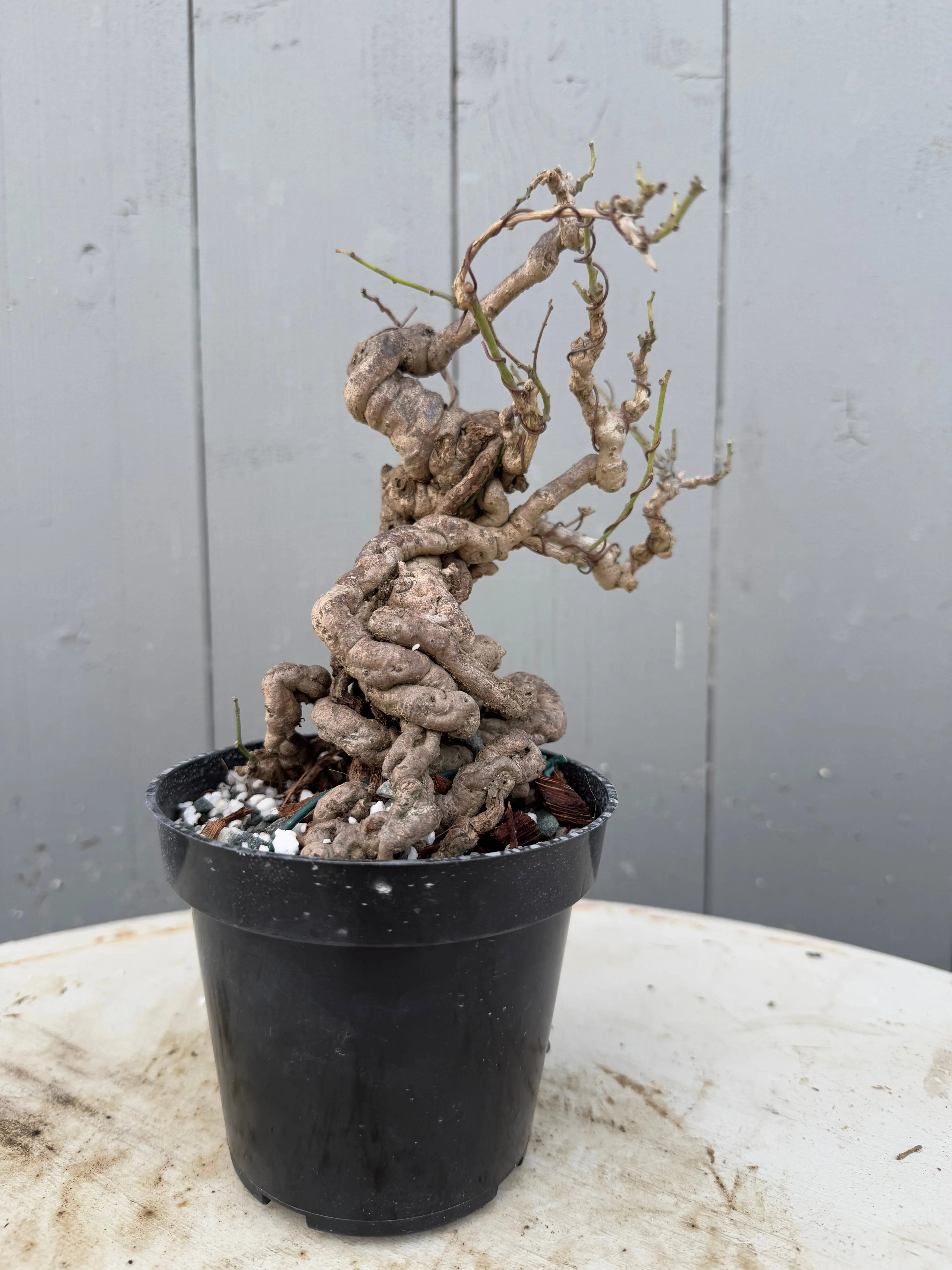 Cocculus orbiculatus Canada Bonsai