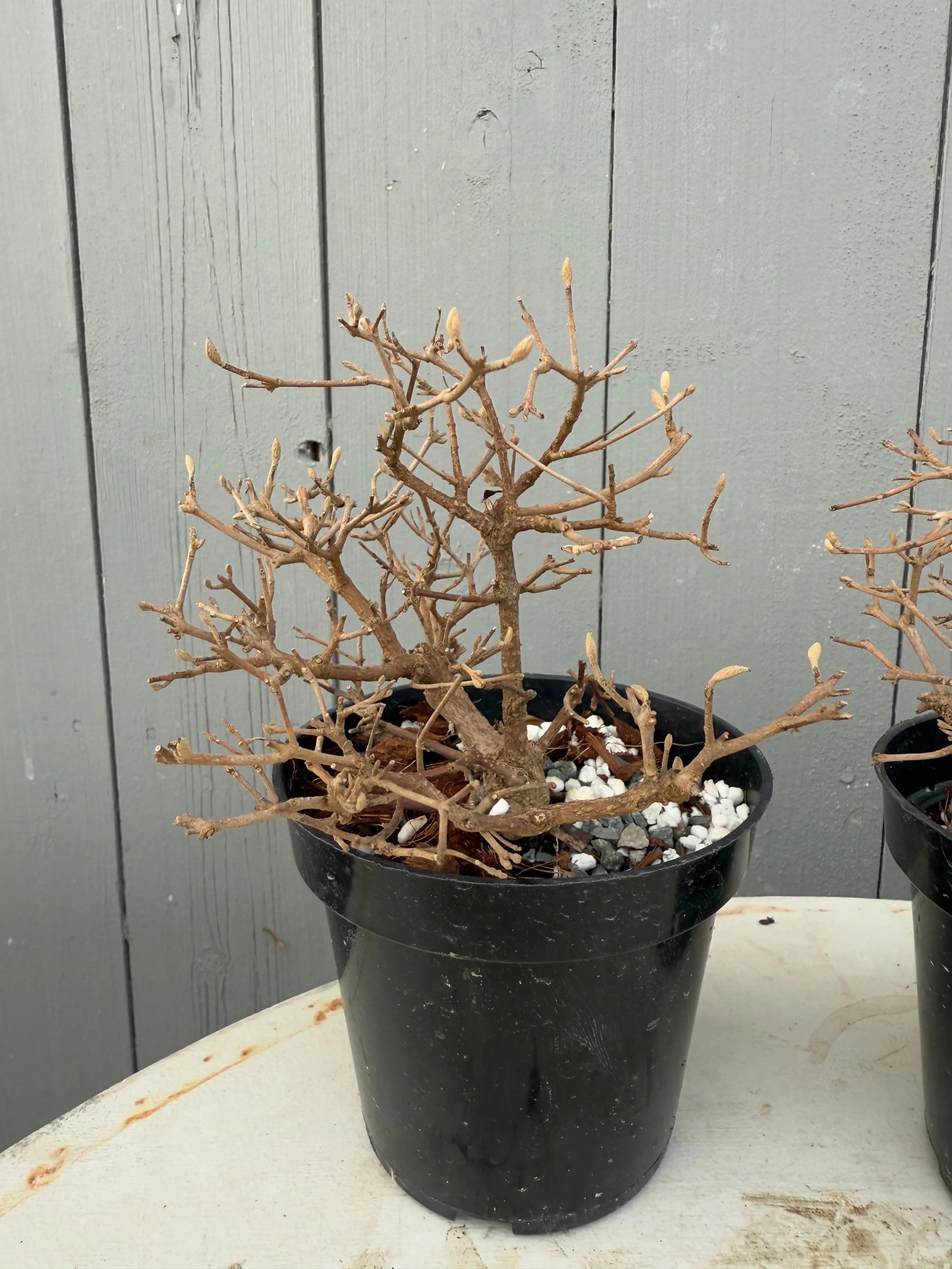 Callicarpa japonica Canada Bonsai