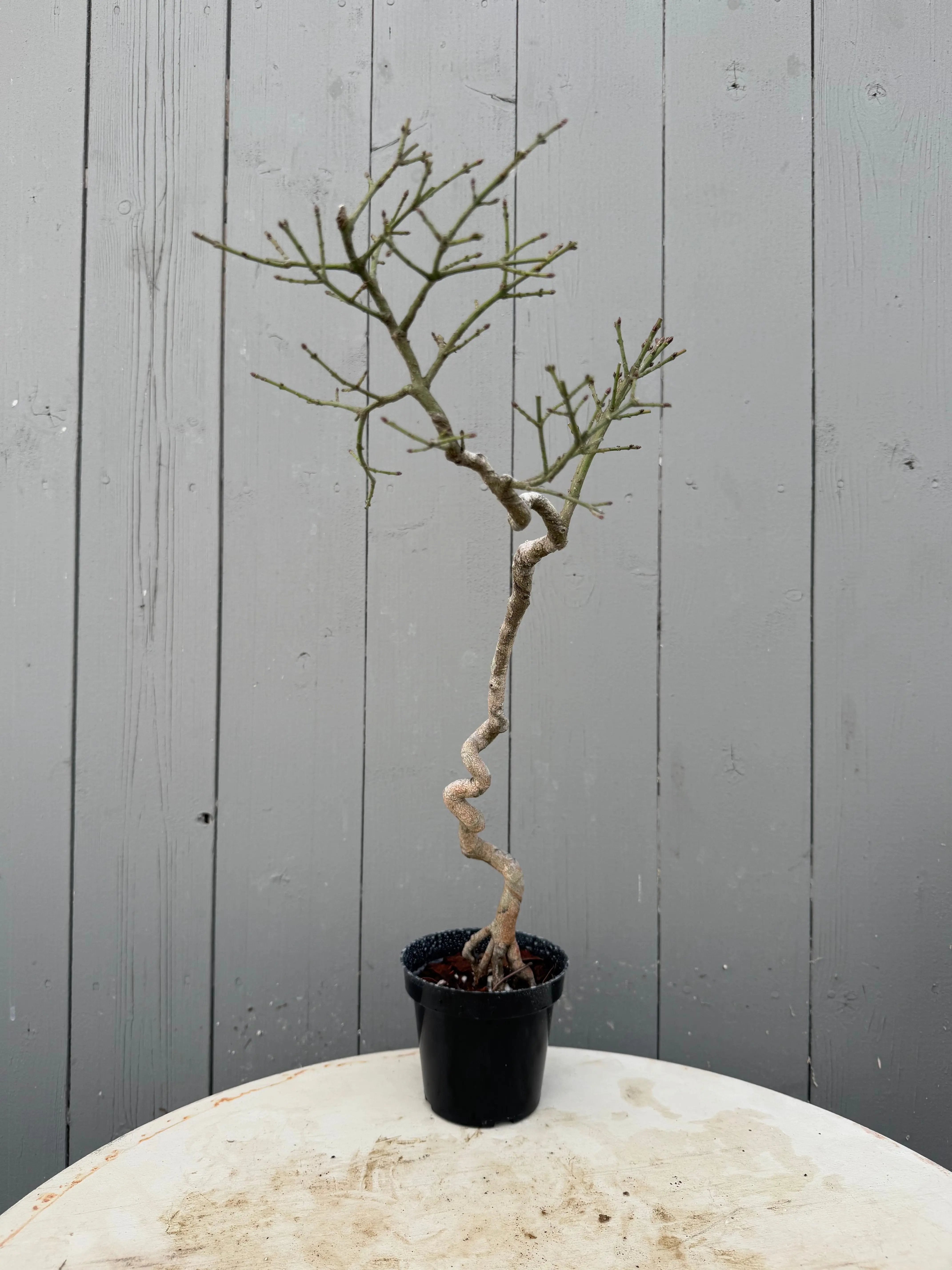 Euonymus Canada Bonsai