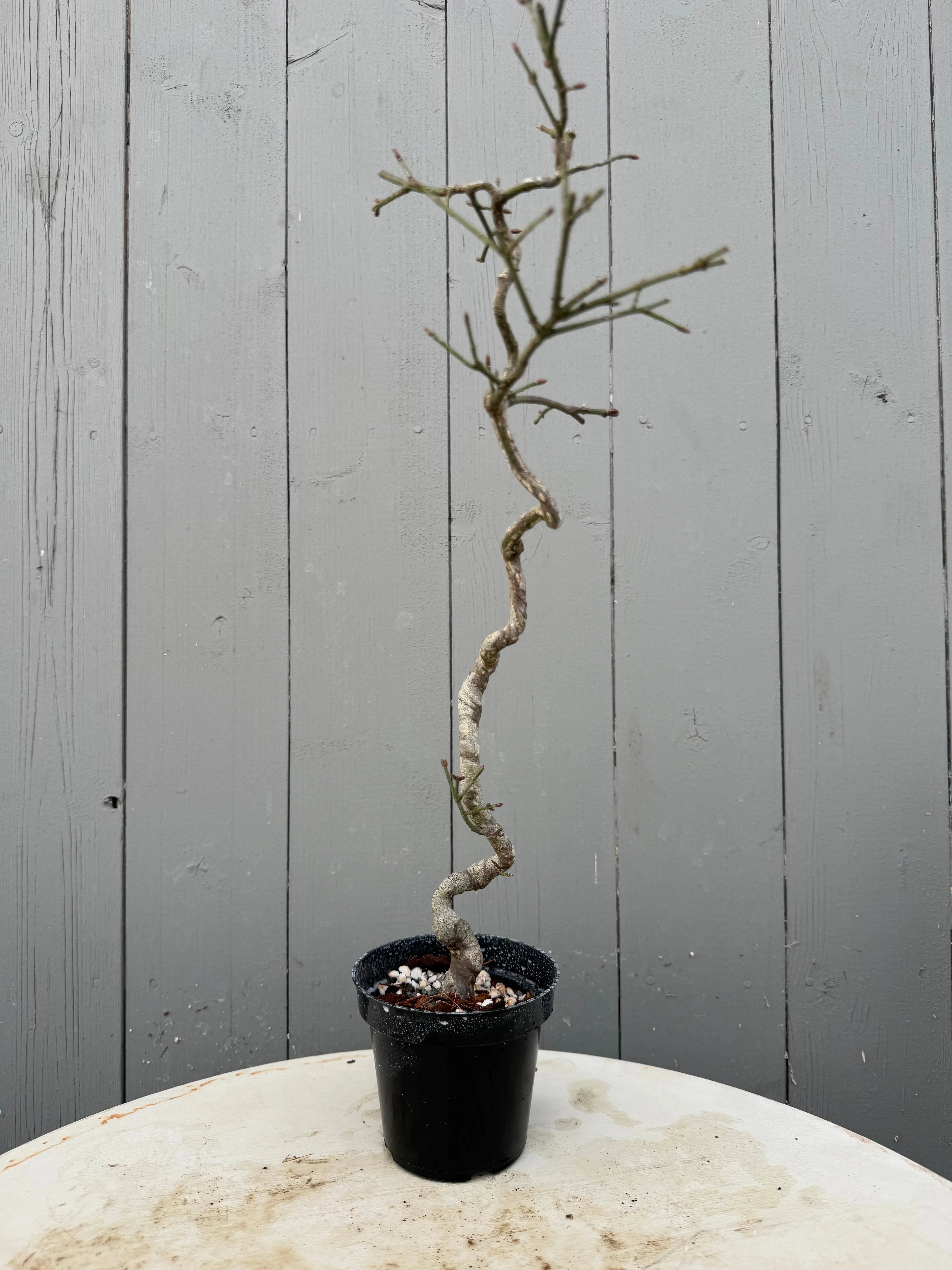 Euonymus Canada Bonsai