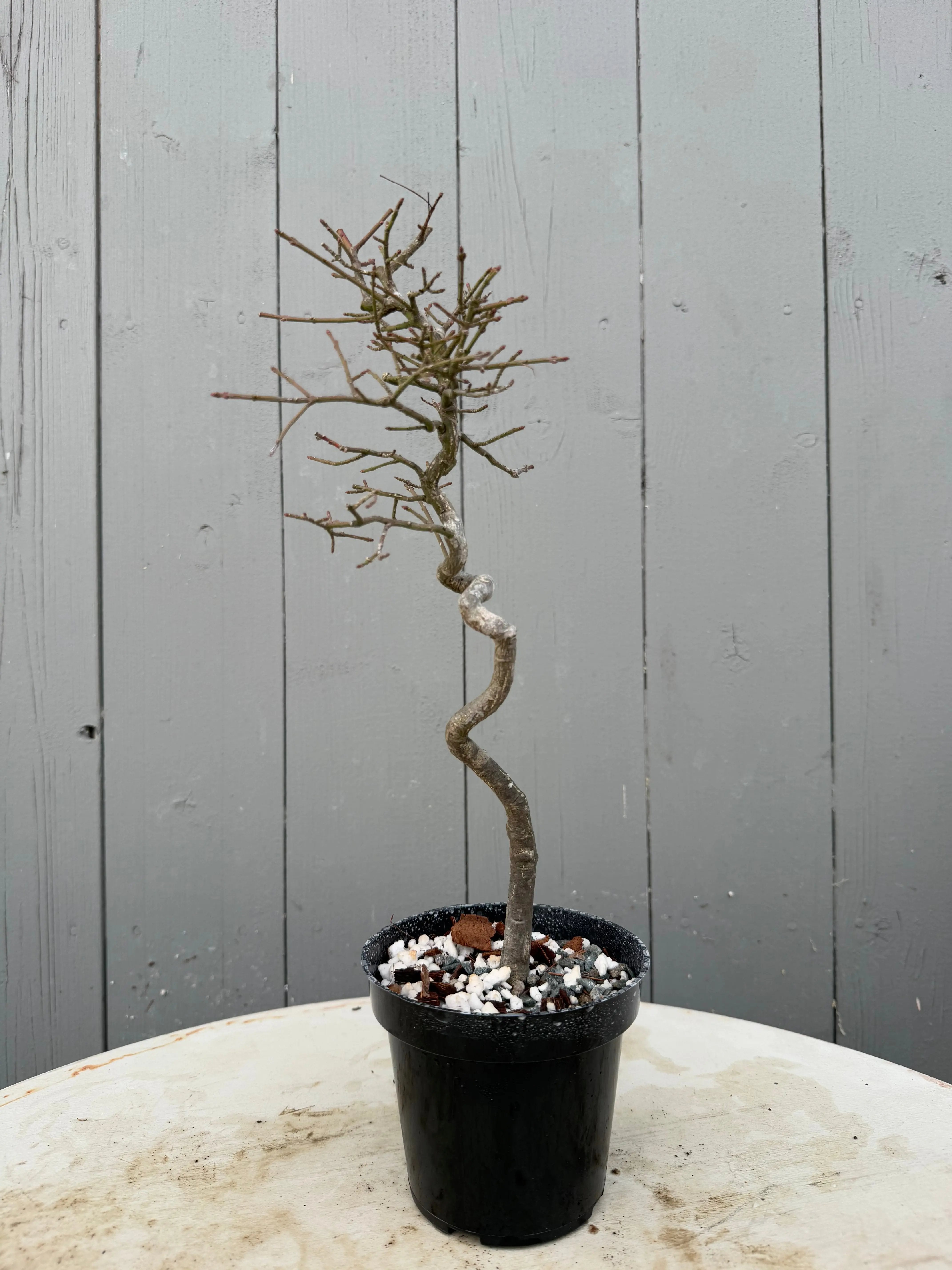 Euonymus Canada Bonsai