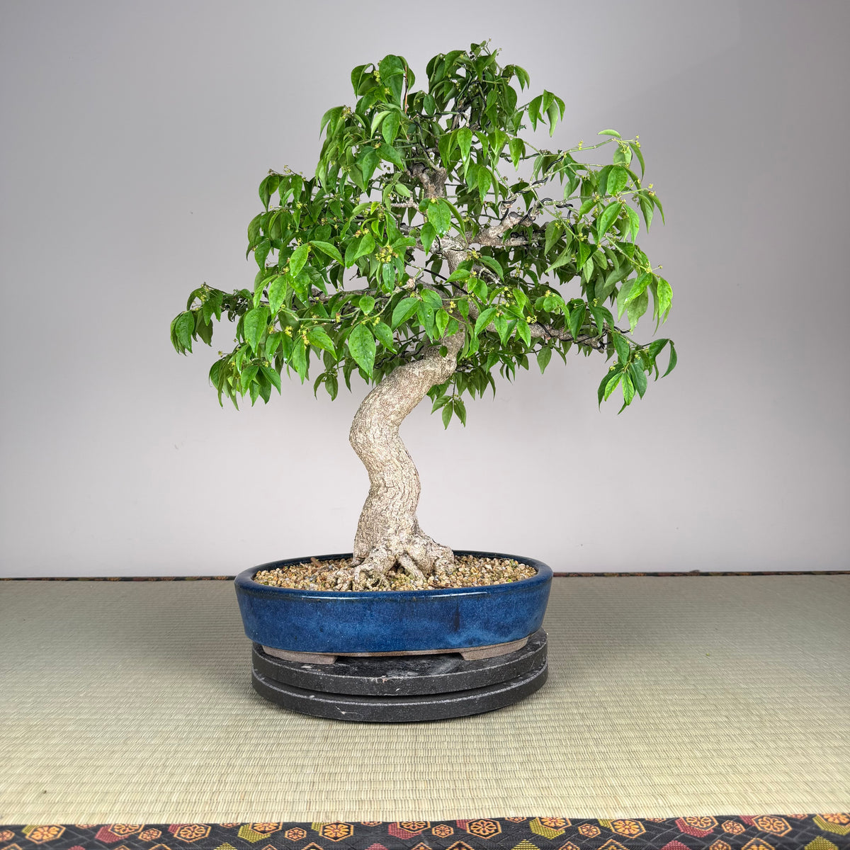 Euonymus