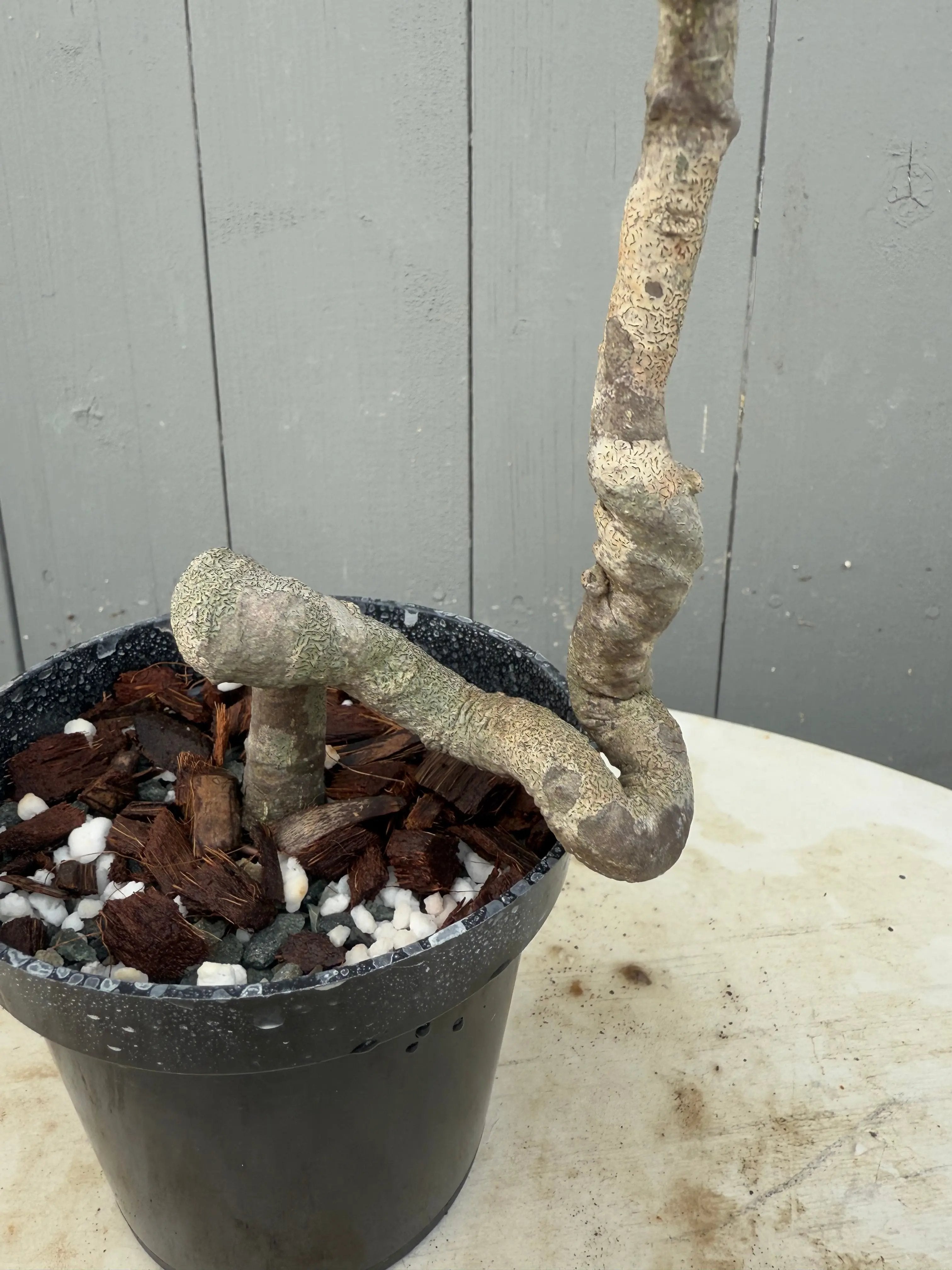 Euonymus Canada Bonsai