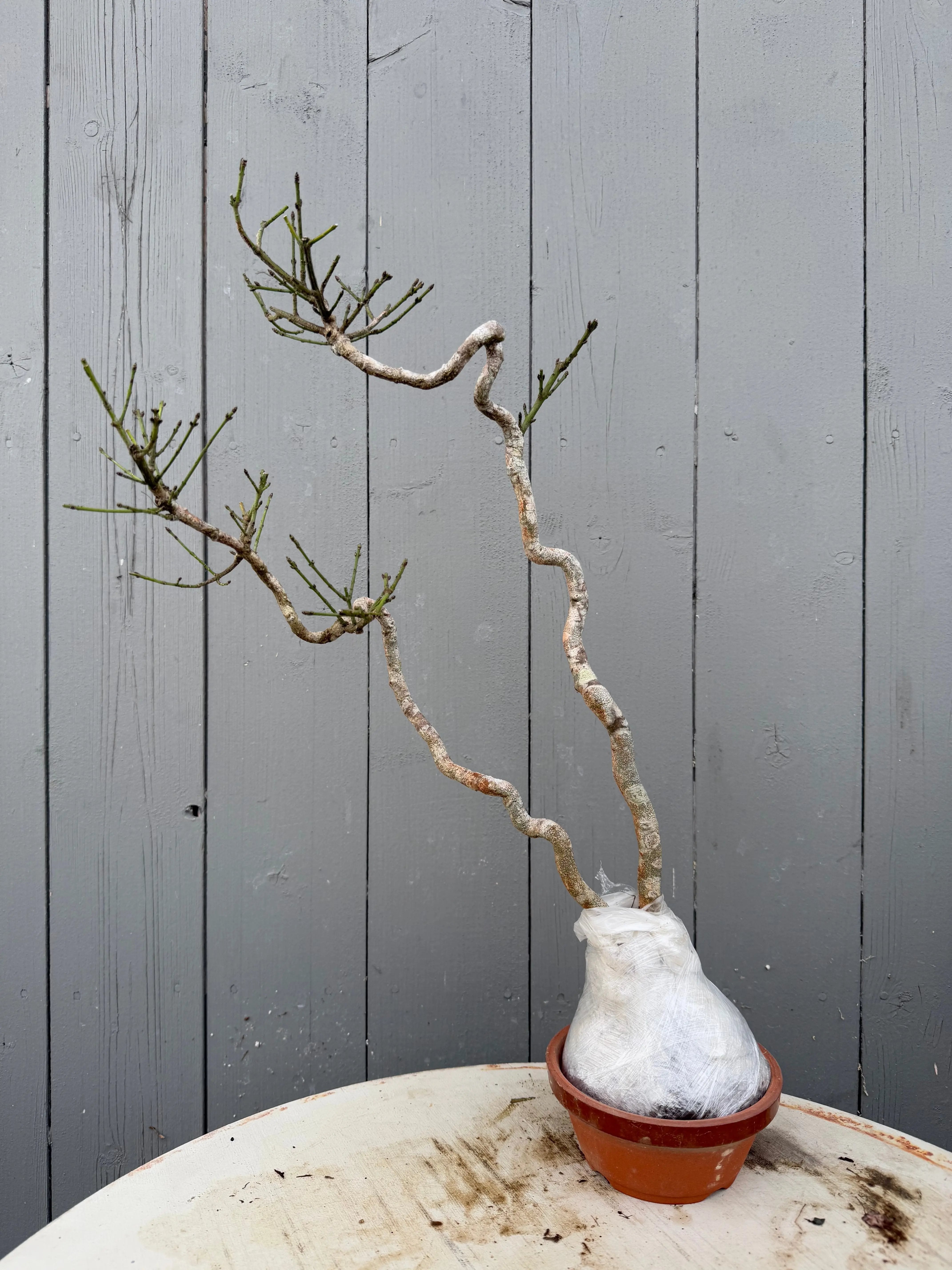 Euonymus Canada Bonsai