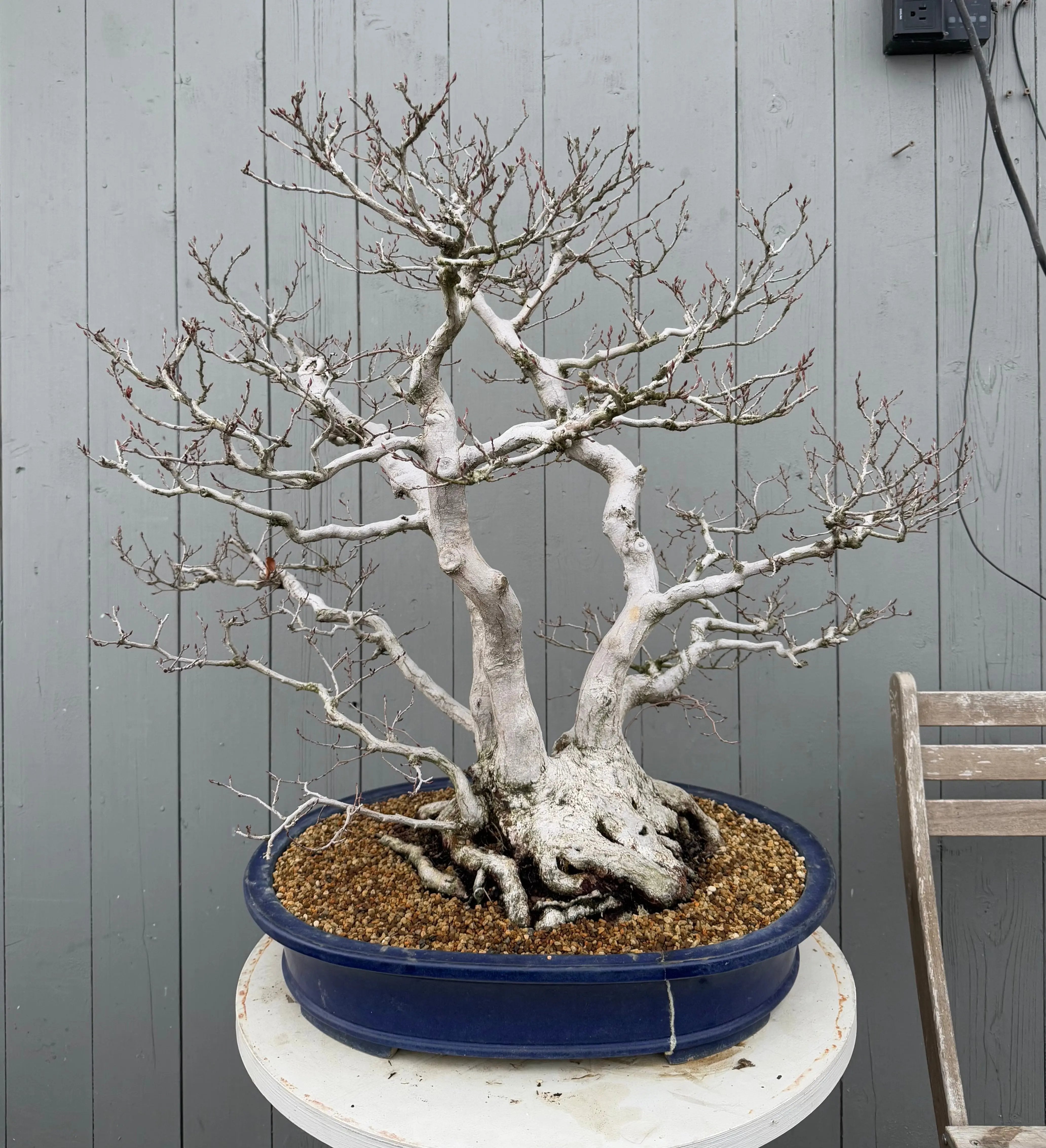 Carpinus turczaninowii Canada Bonsai