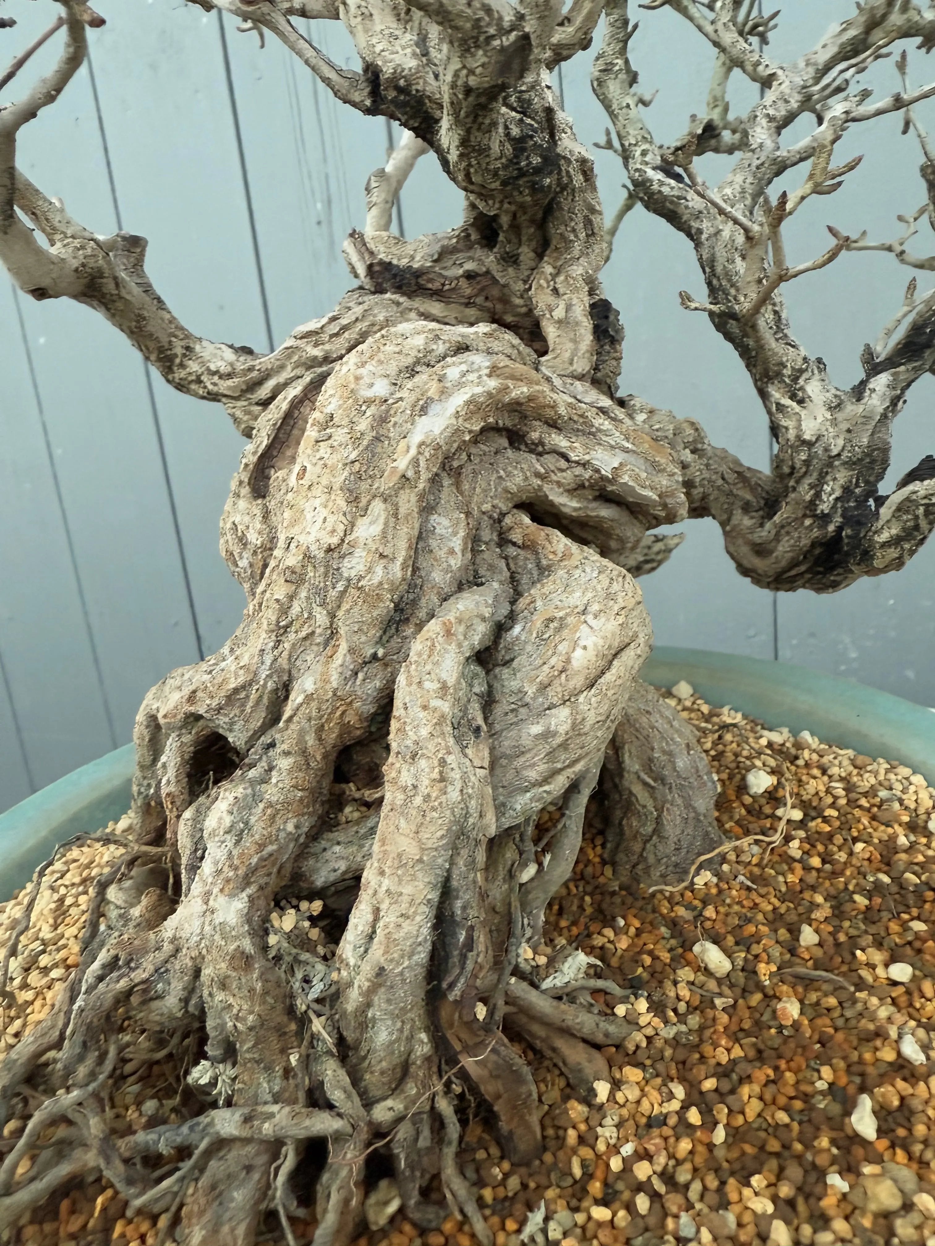 Punica granatum 25th Anniversary Gafu-ten Canada Bonsai