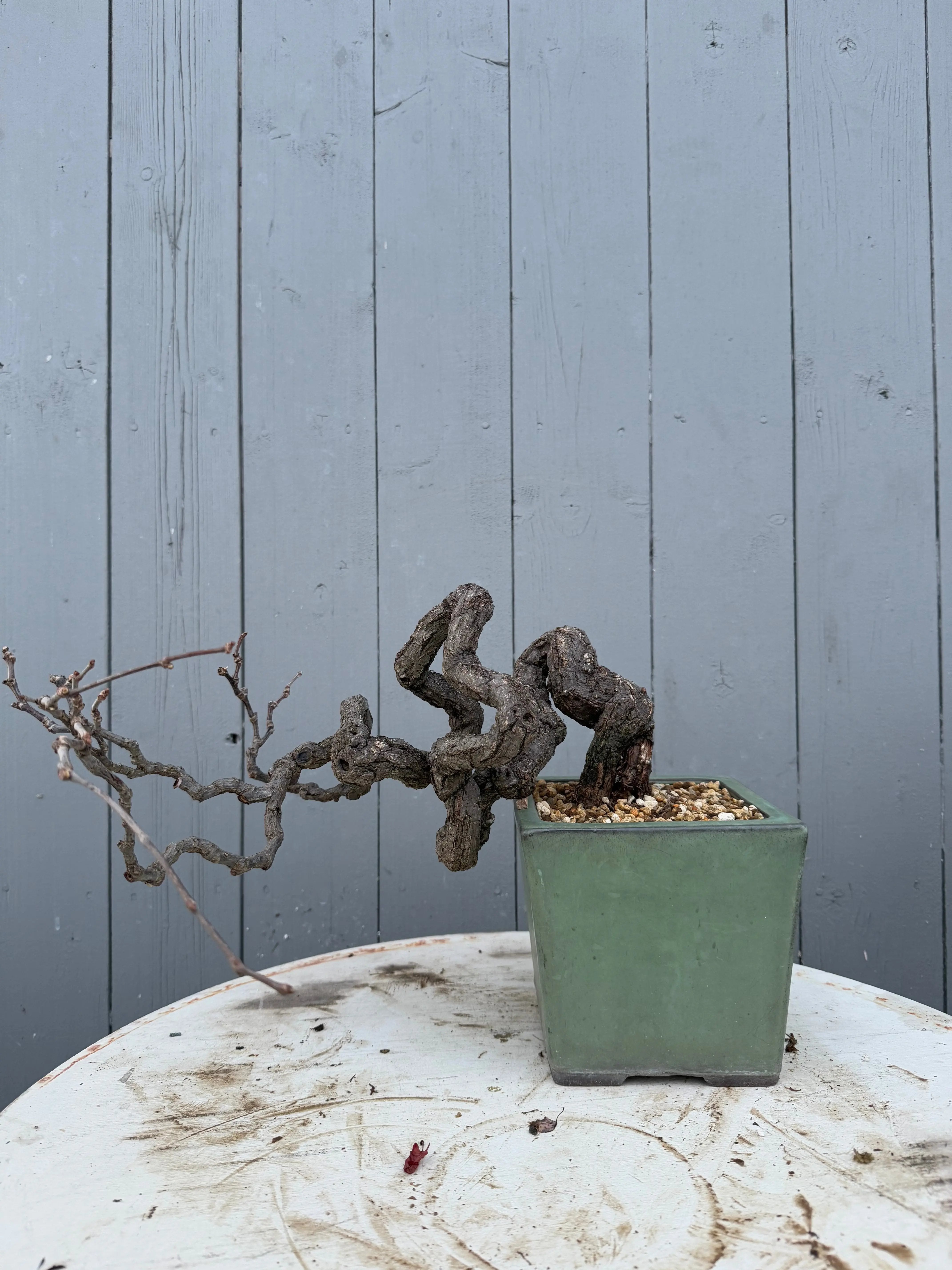 Parthenocissus quinquefolia (Antique pot) Canada Bonsai