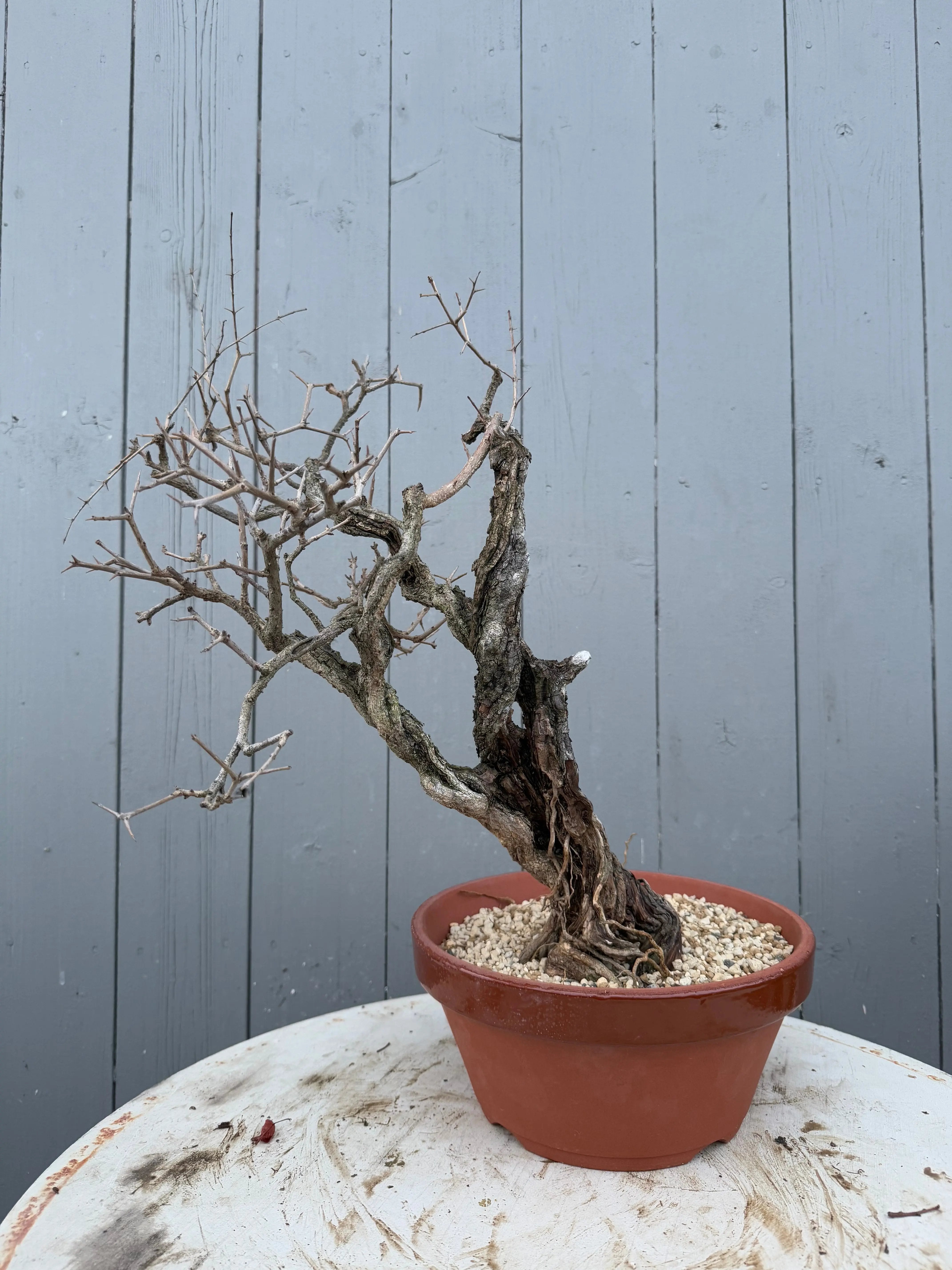 Punica granatum Canada Bonsai