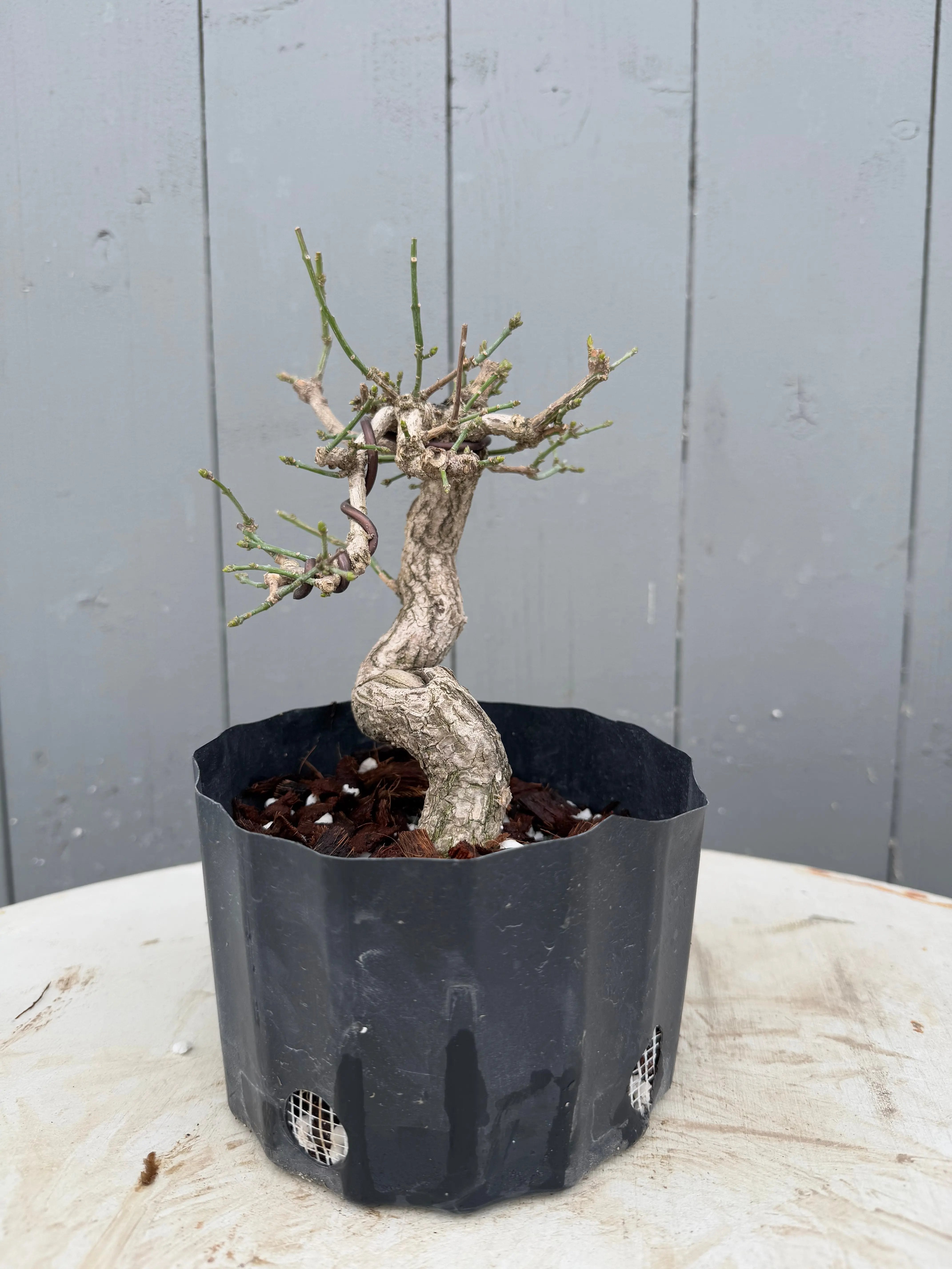 Euonymus Canada Bonsai