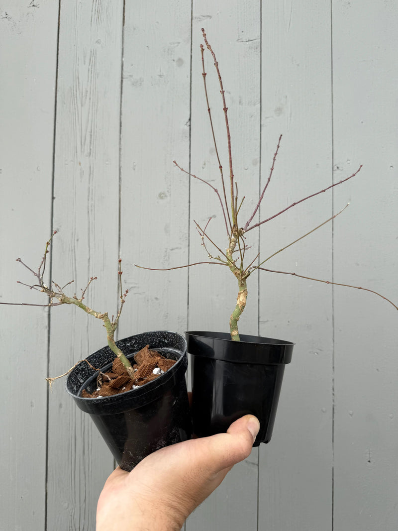 Acer palmatum « Maihime »