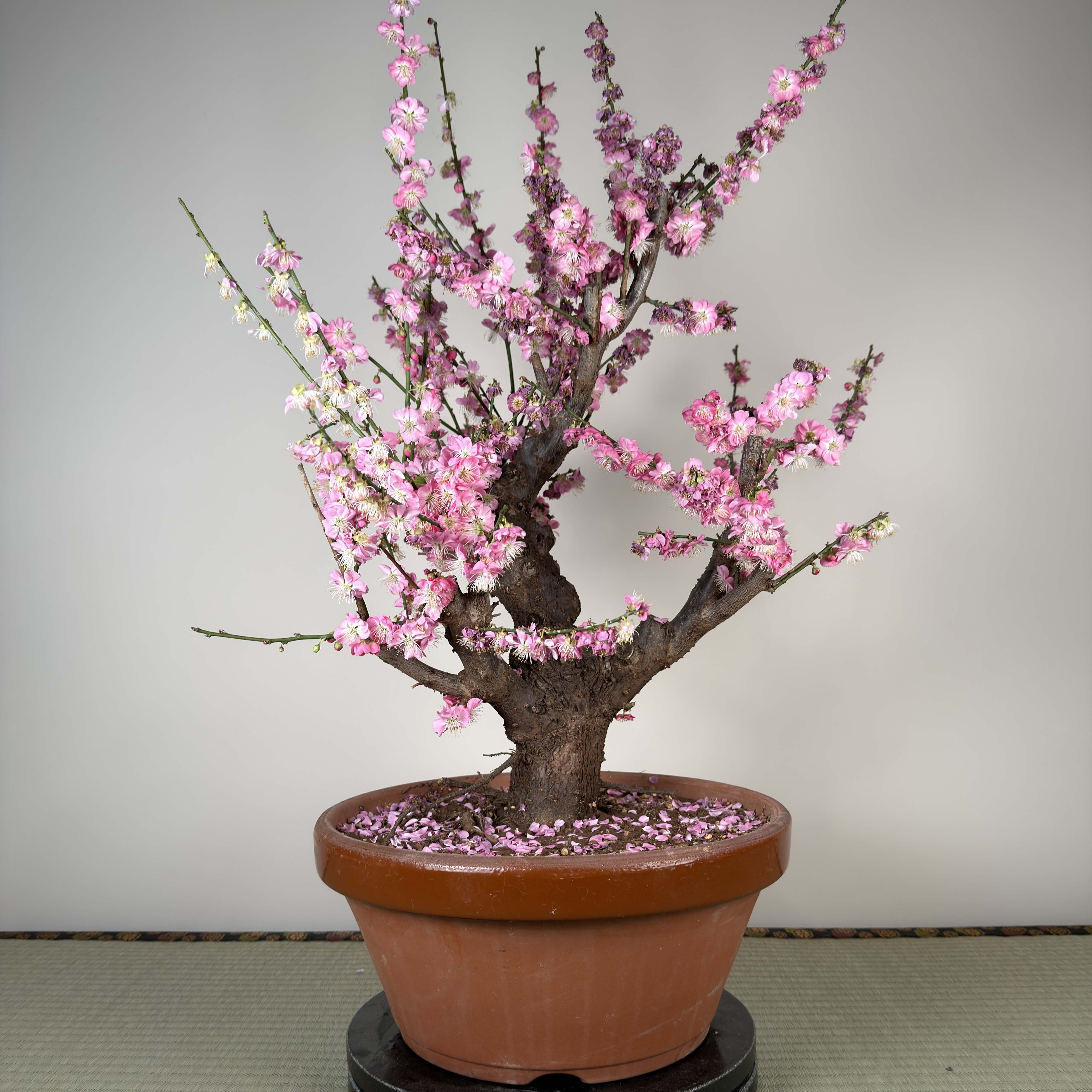 Prunus mume 'Gǔ lǐ hóng'