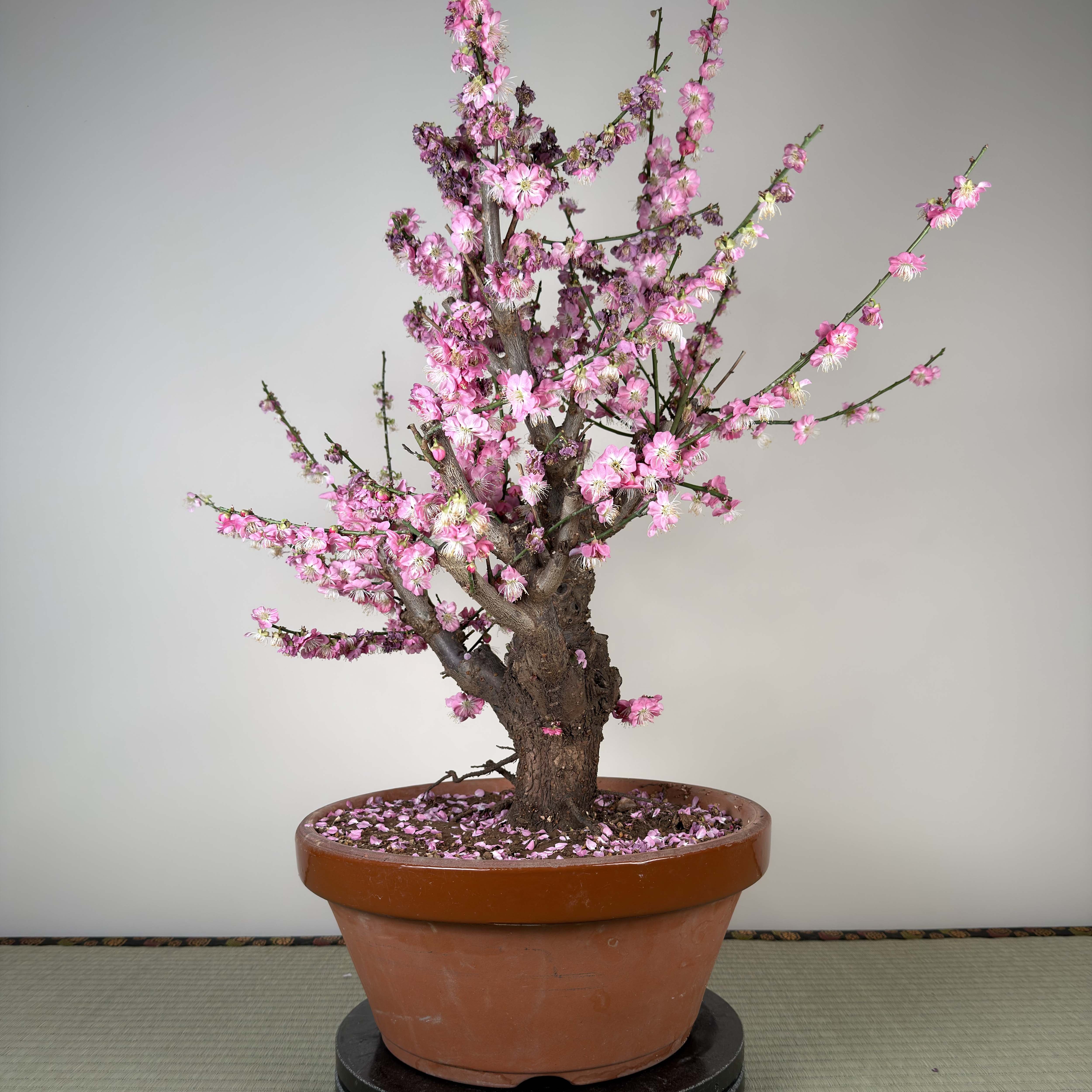 Prunus mume 'Gǔ lǐ hóng'