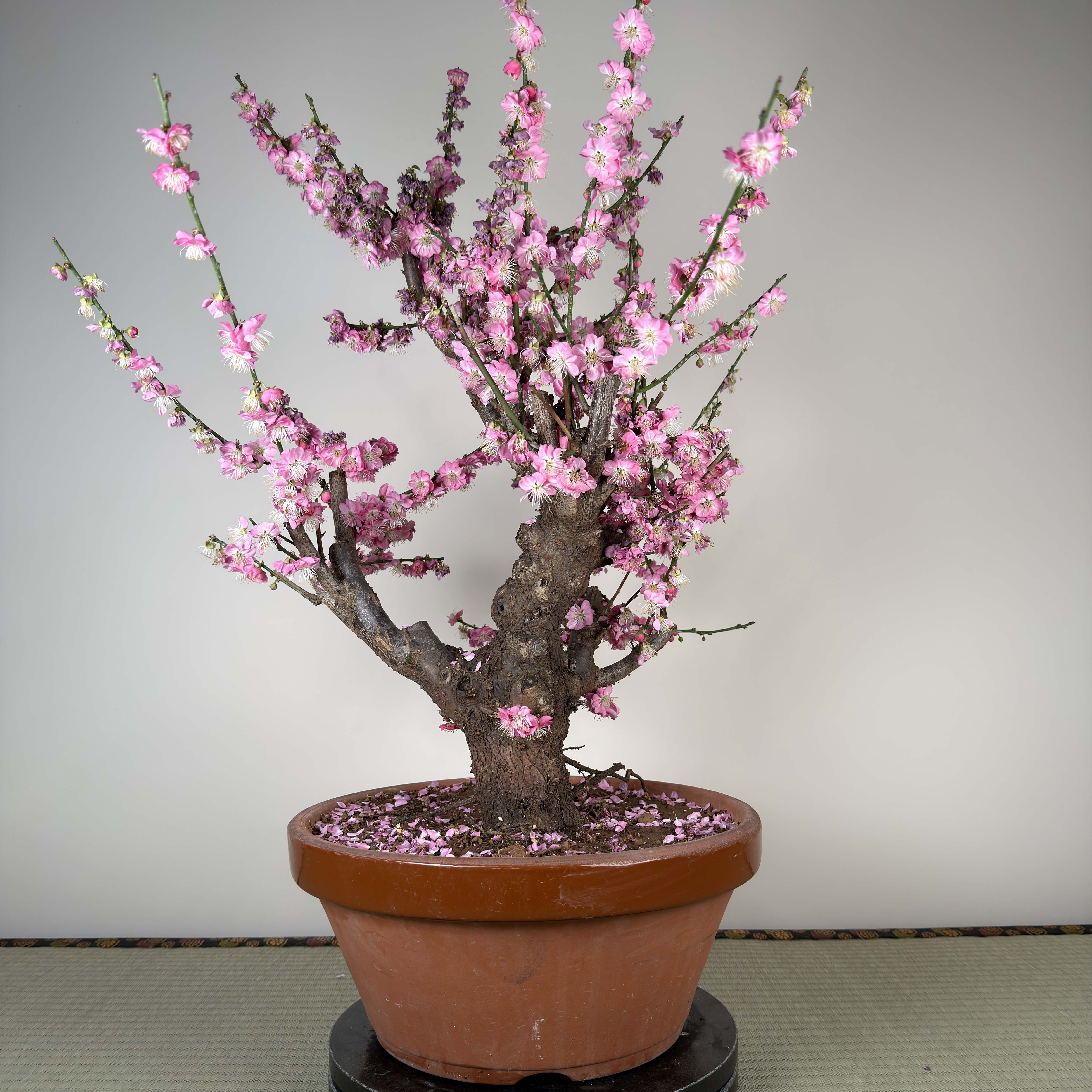 Prunus mume 'Gǔ lǐ hóng'