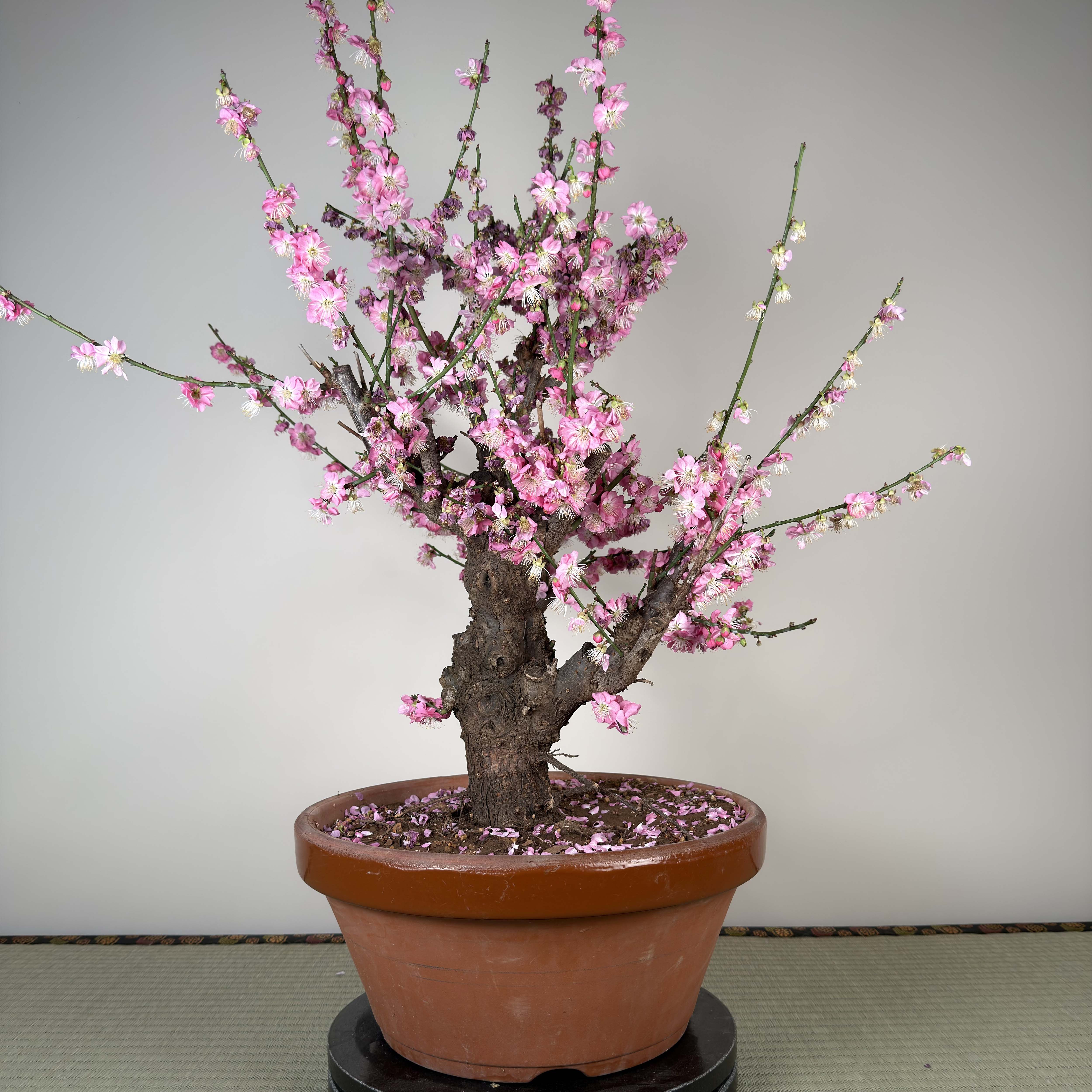 Prunus mume 'Gǔ lǐ hóng'