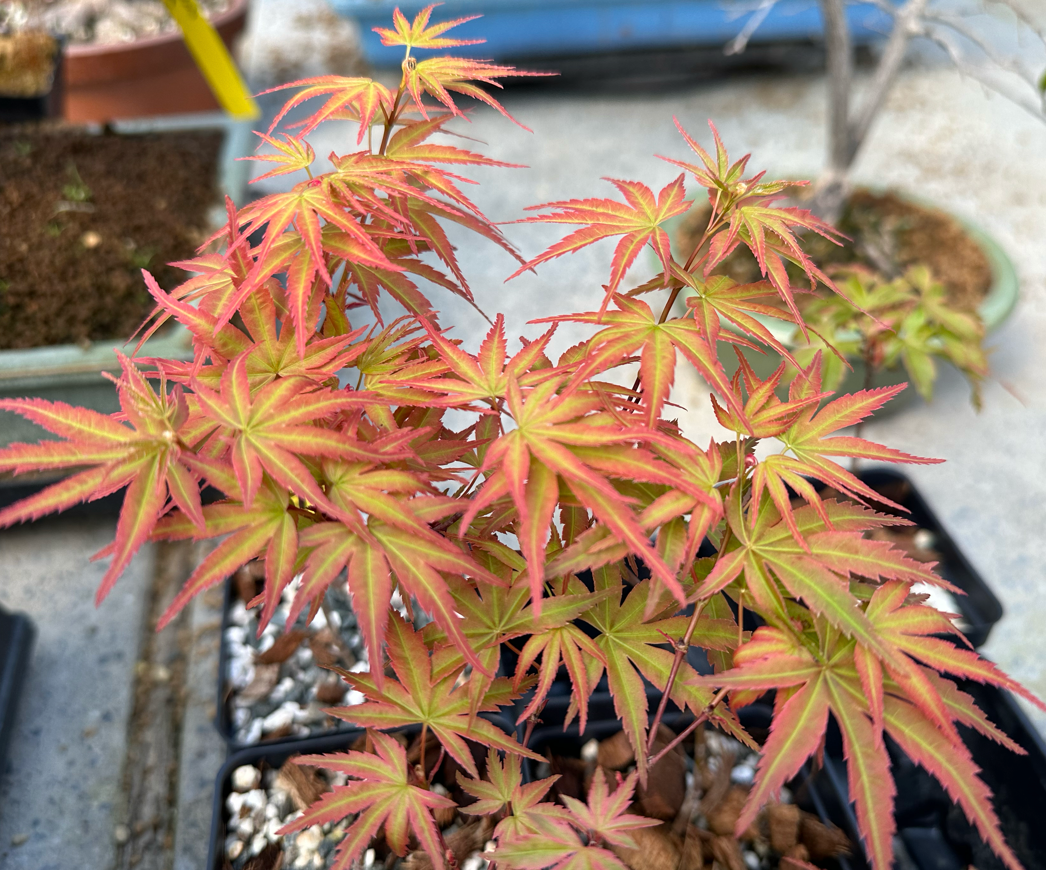Acer palmatum 'Seigen' (2025)