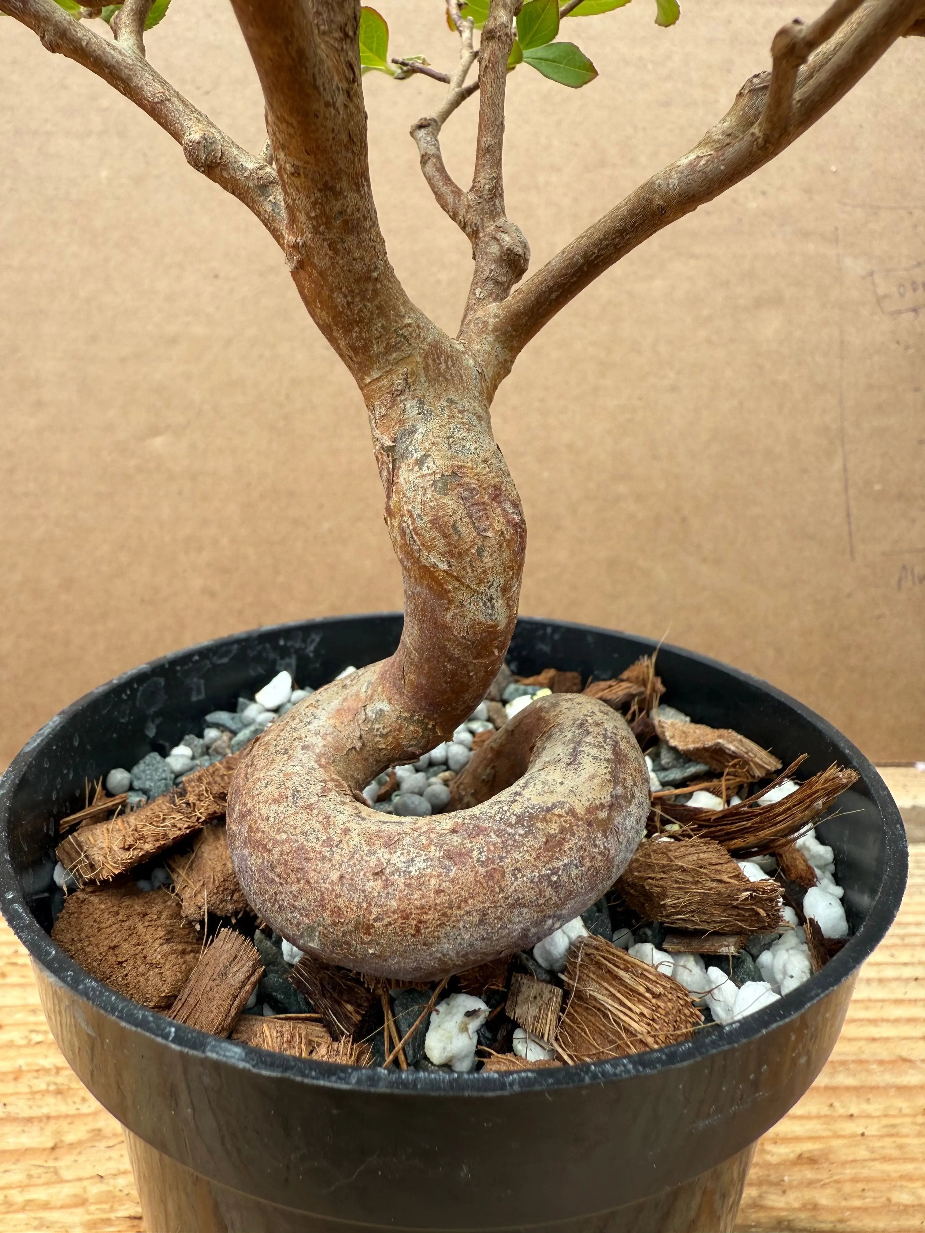 Stewartia monadelpha Canada Bonsai