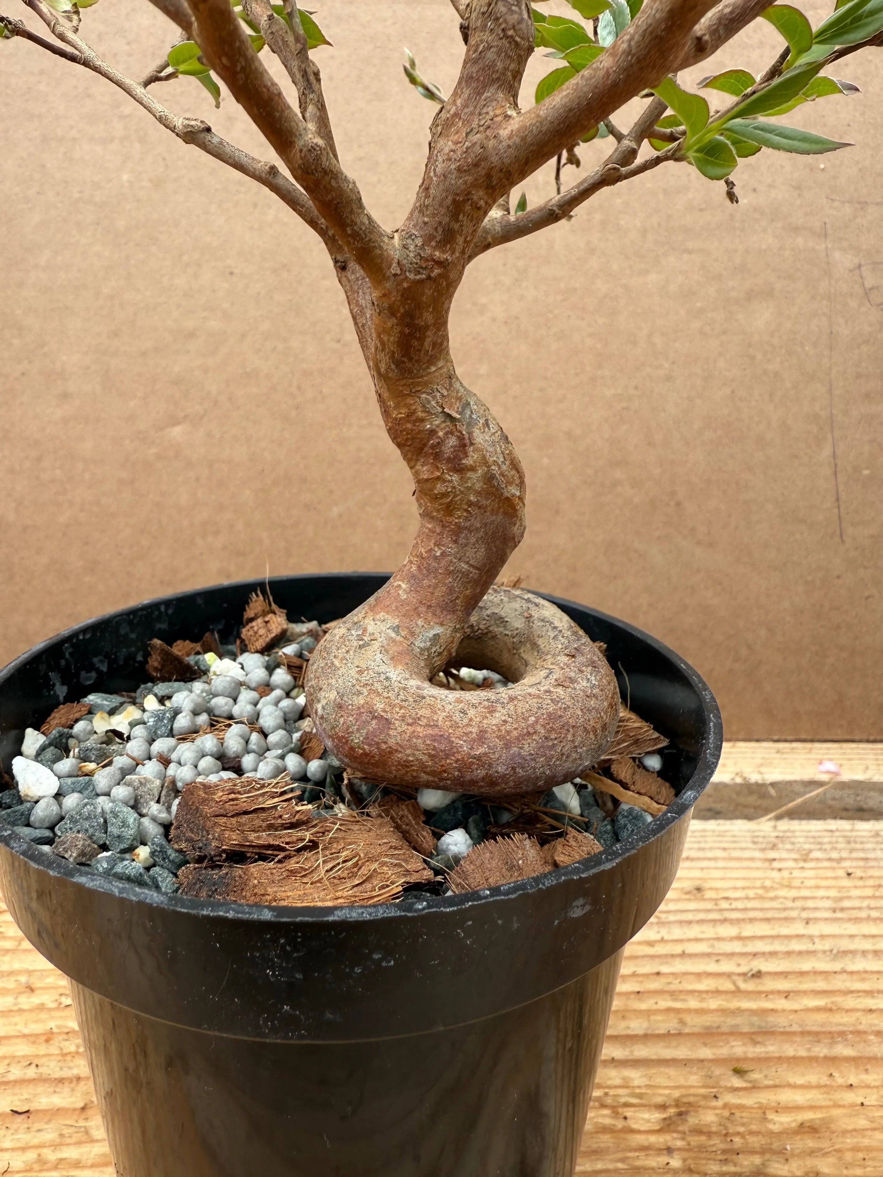Stewartia monadelpha Canada Bonsai