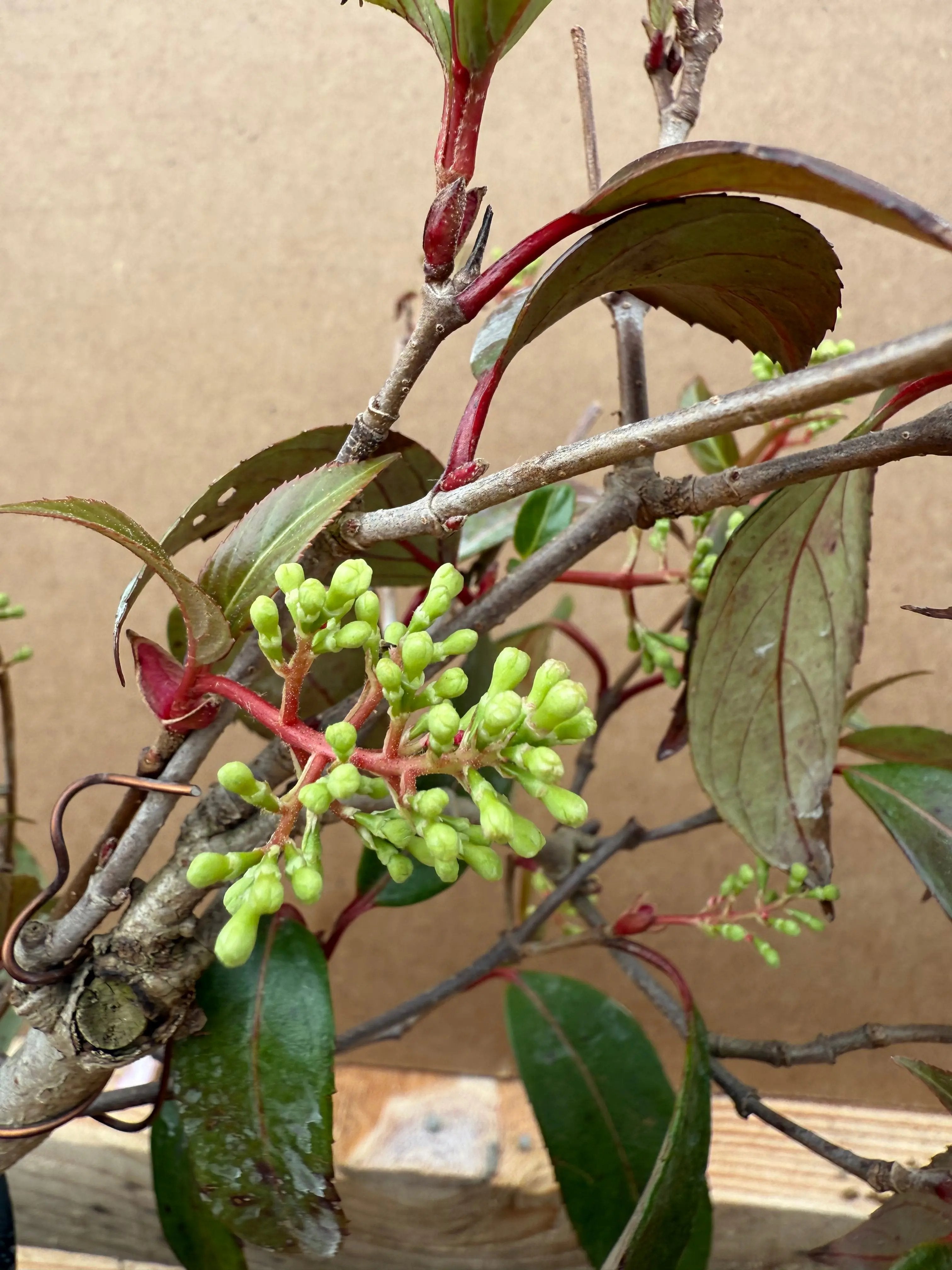 Kadsura japonica Canada Bonsai