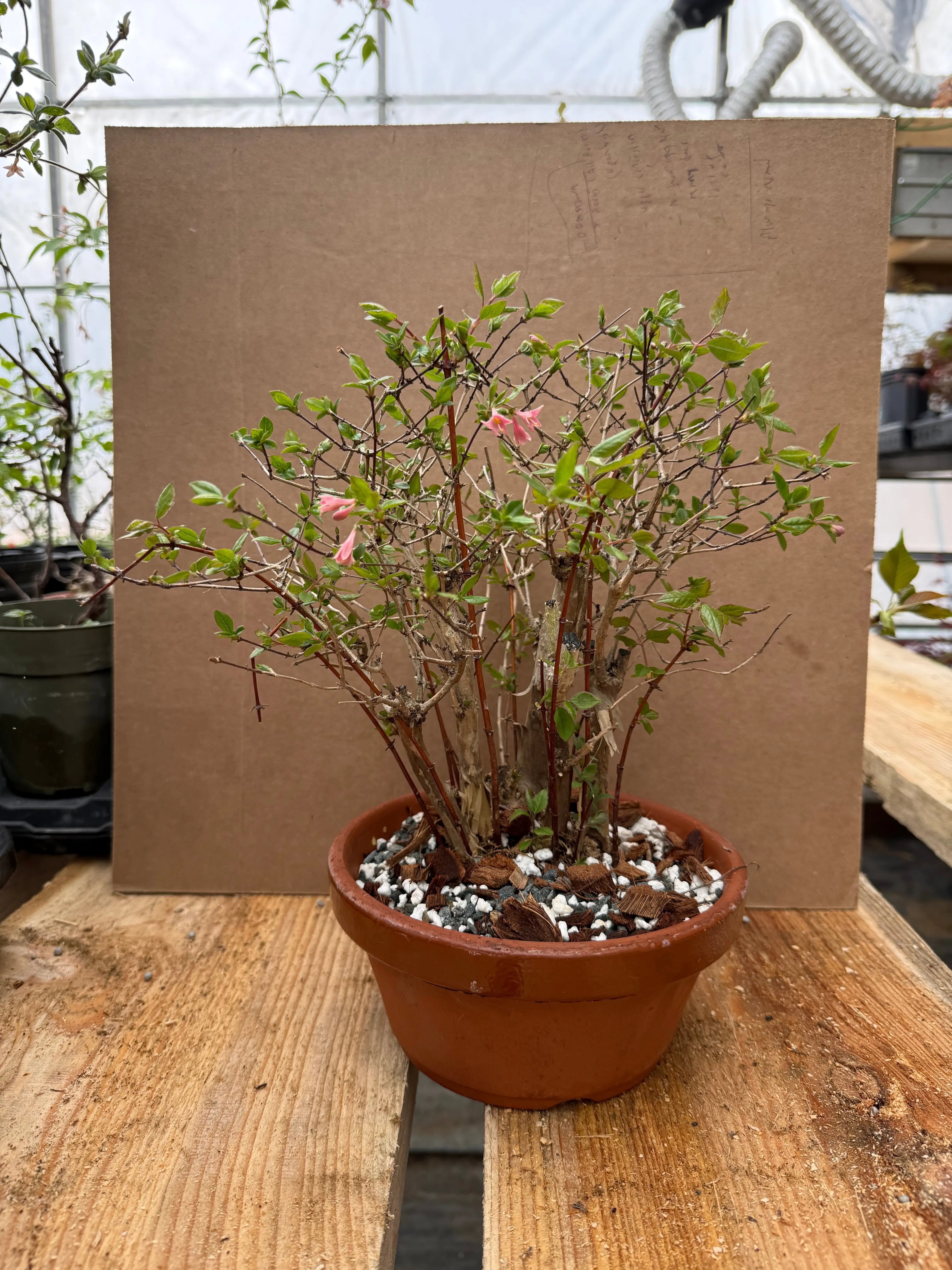 Lonicera gracilipes Canada Bonsai