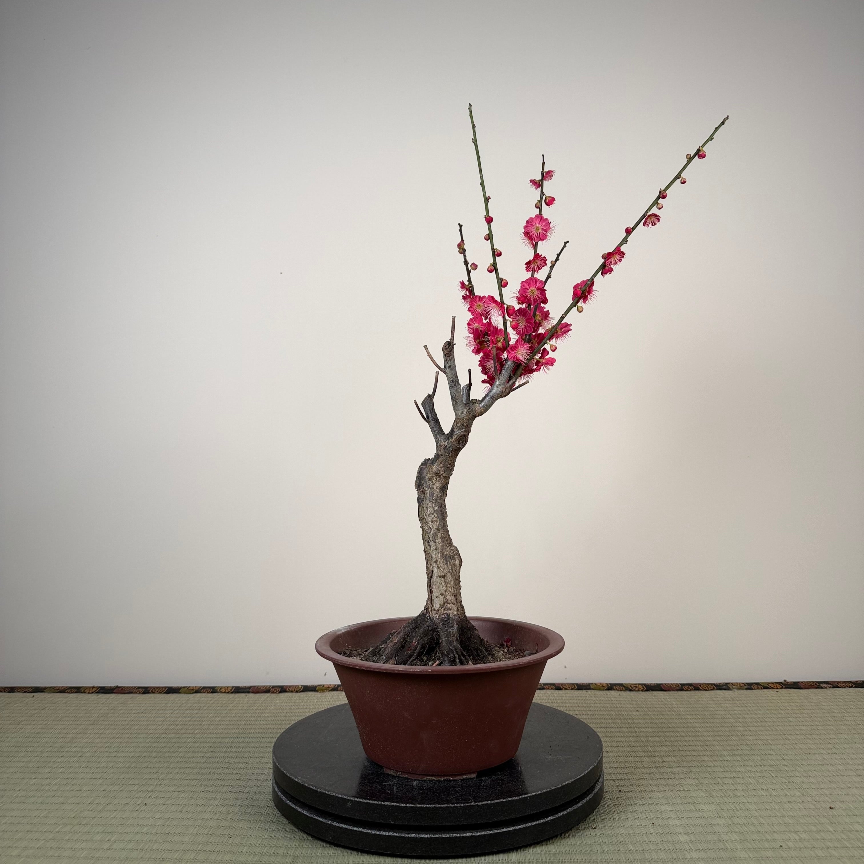 Prunus mume 'Ubatama'