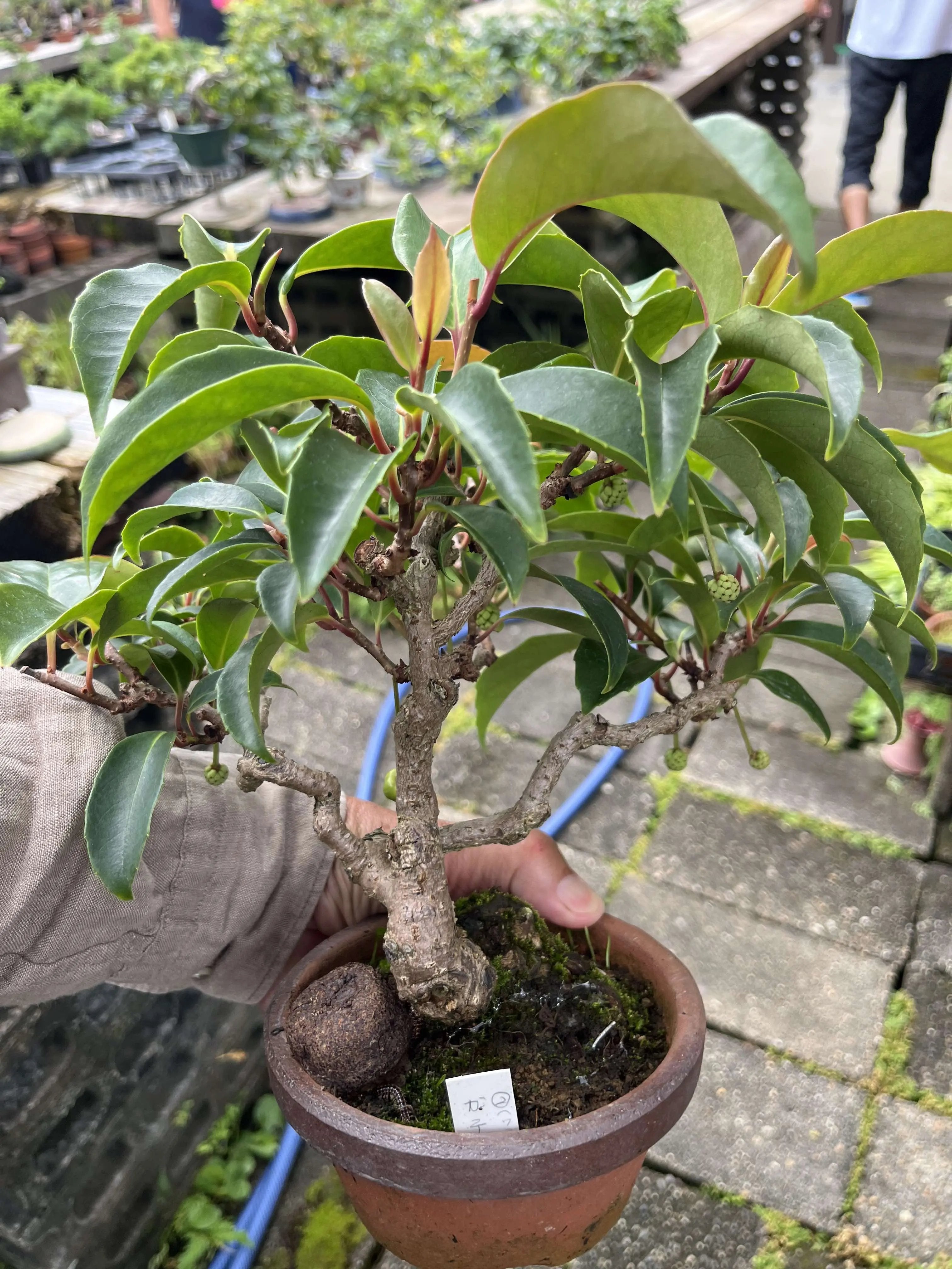 Kadsura japonica Canada Bonsai
