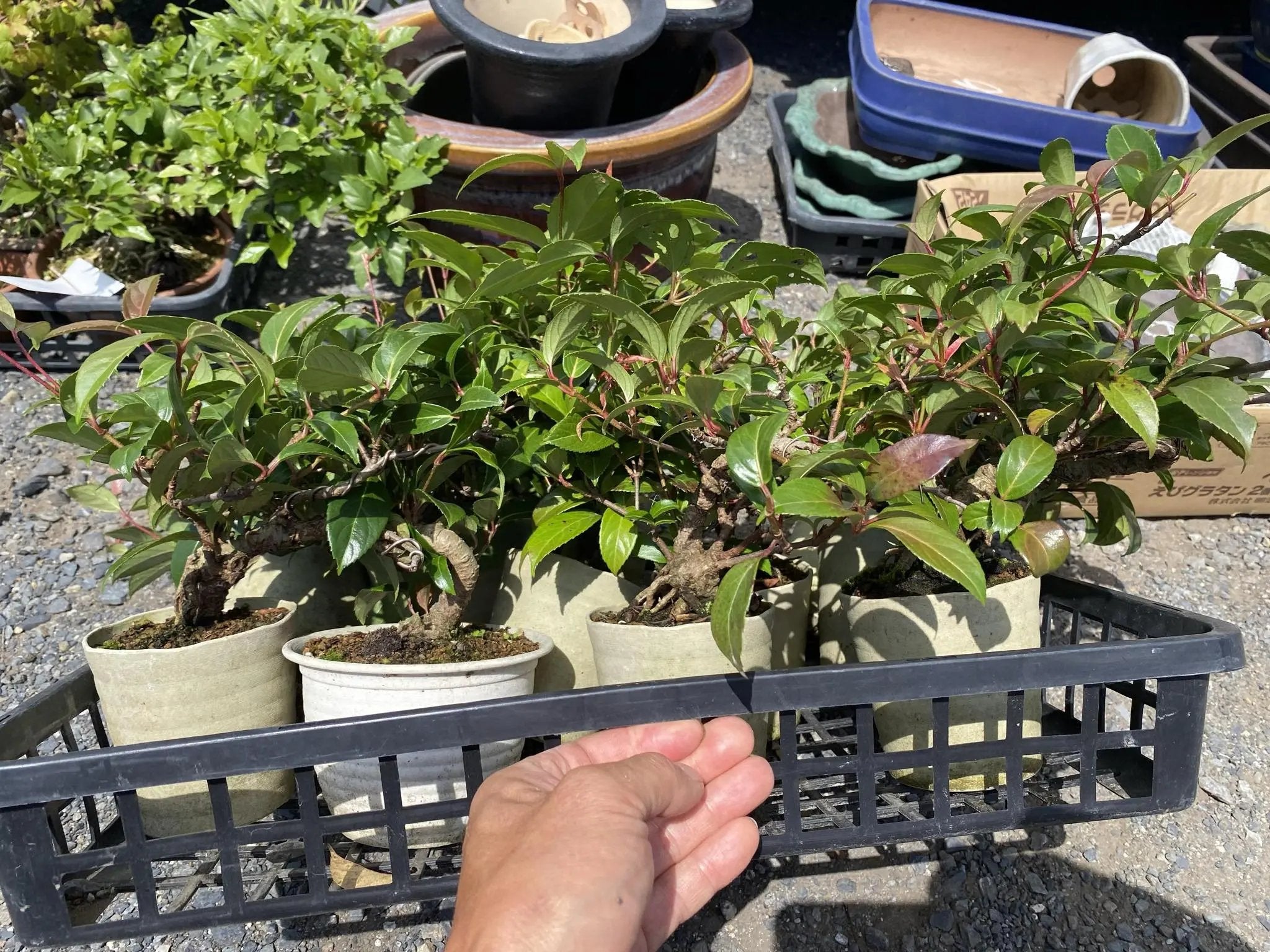 Kadsura japonica Canada Bonsai