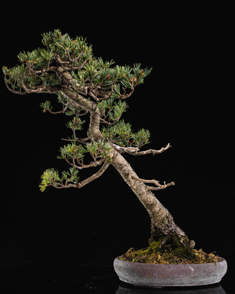 Pinus parvifolia 'Kokonoe'