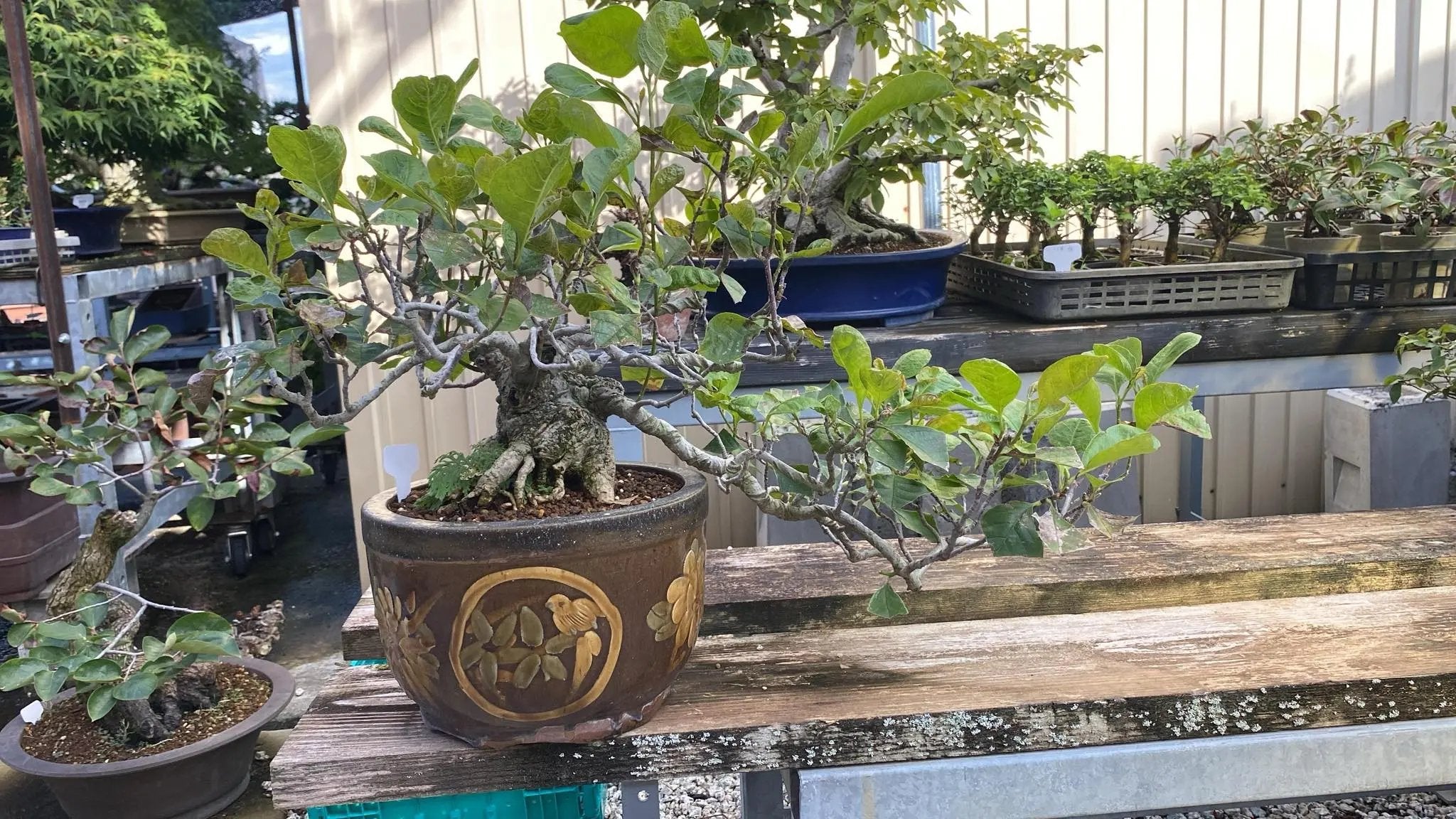 Magnolia (purple) Canada Bonsai