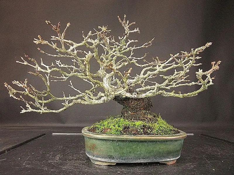 Premna japonica #2 Canada Bonsai