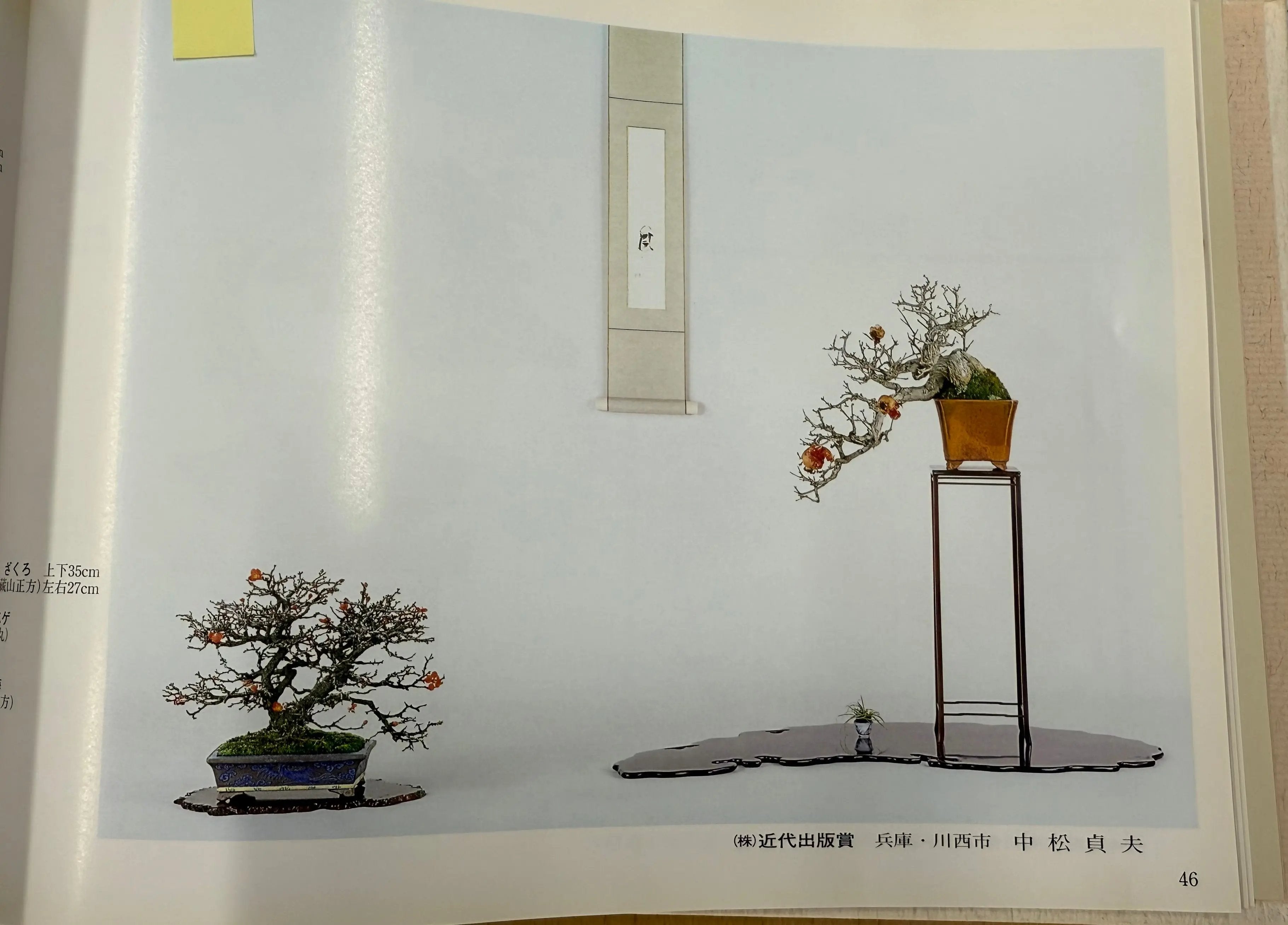 Punica granatum 25th Anniversary Gafu-ten Canada Bonsai