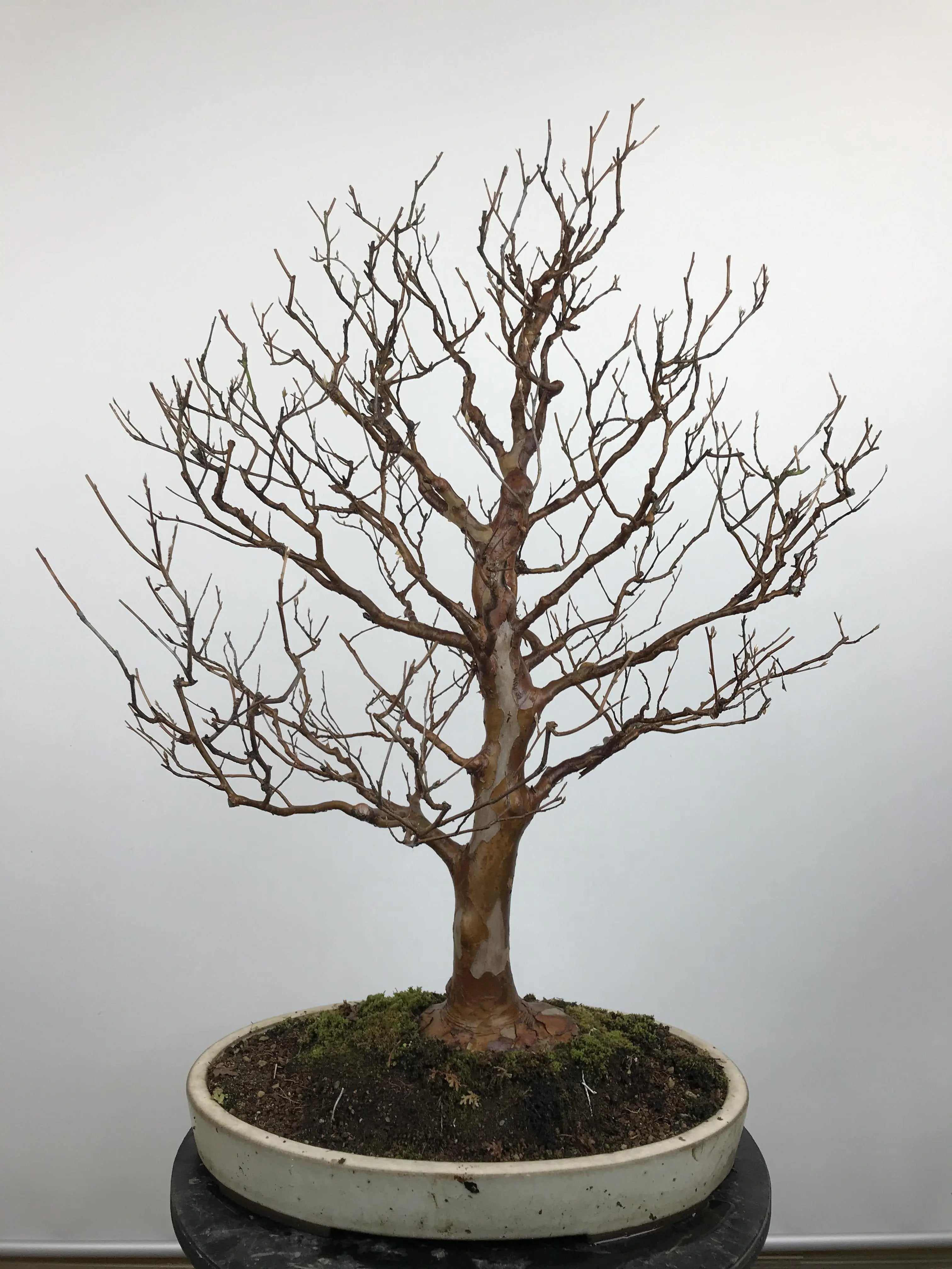 Stewartia #1 Canada Bonsai