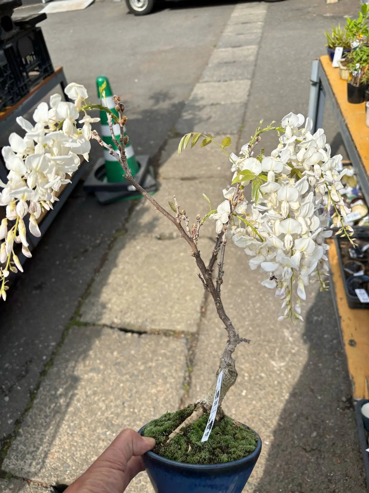 Wisteria floribunda Canada Bonsai