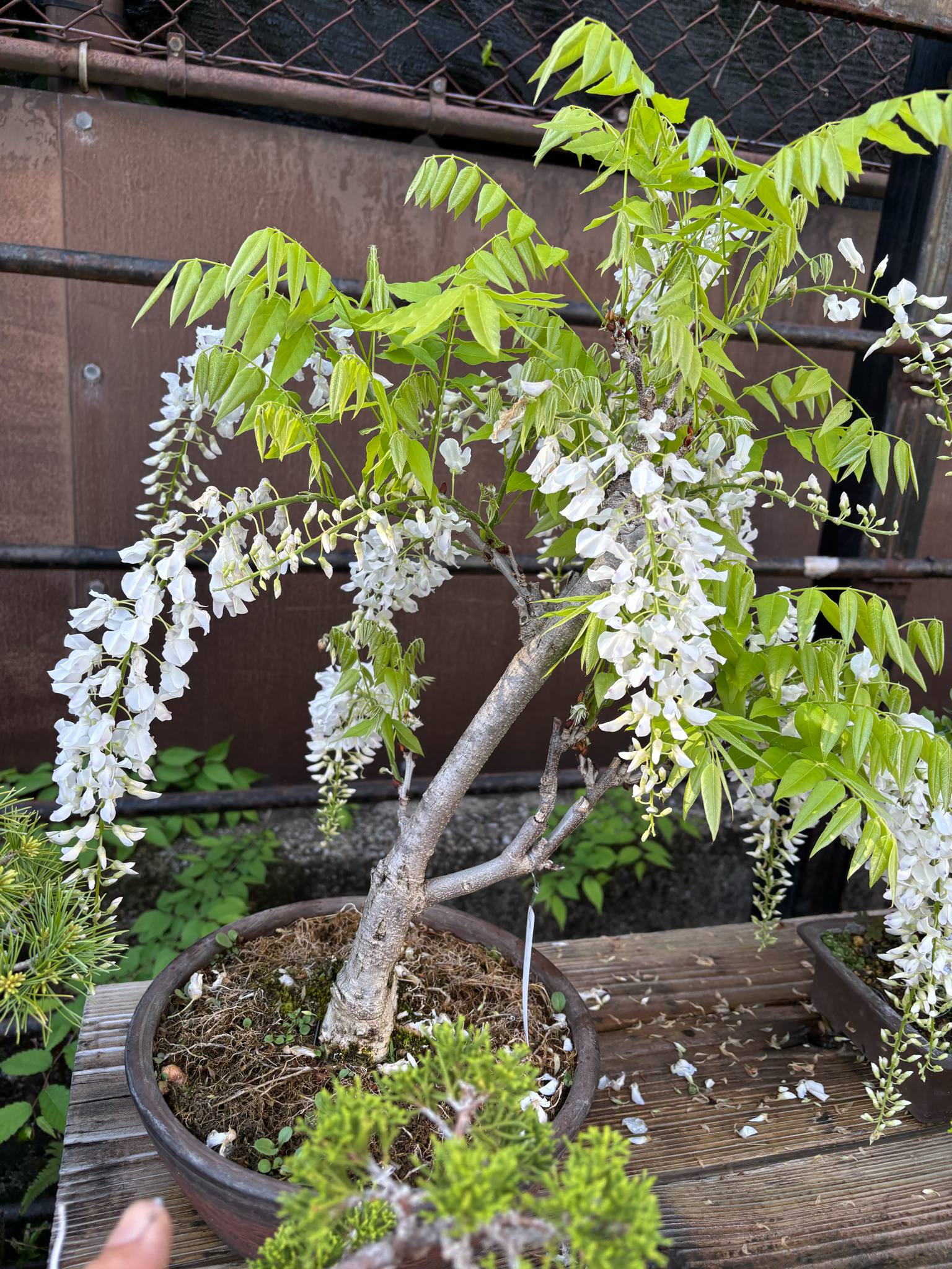 Wisteria floribunda