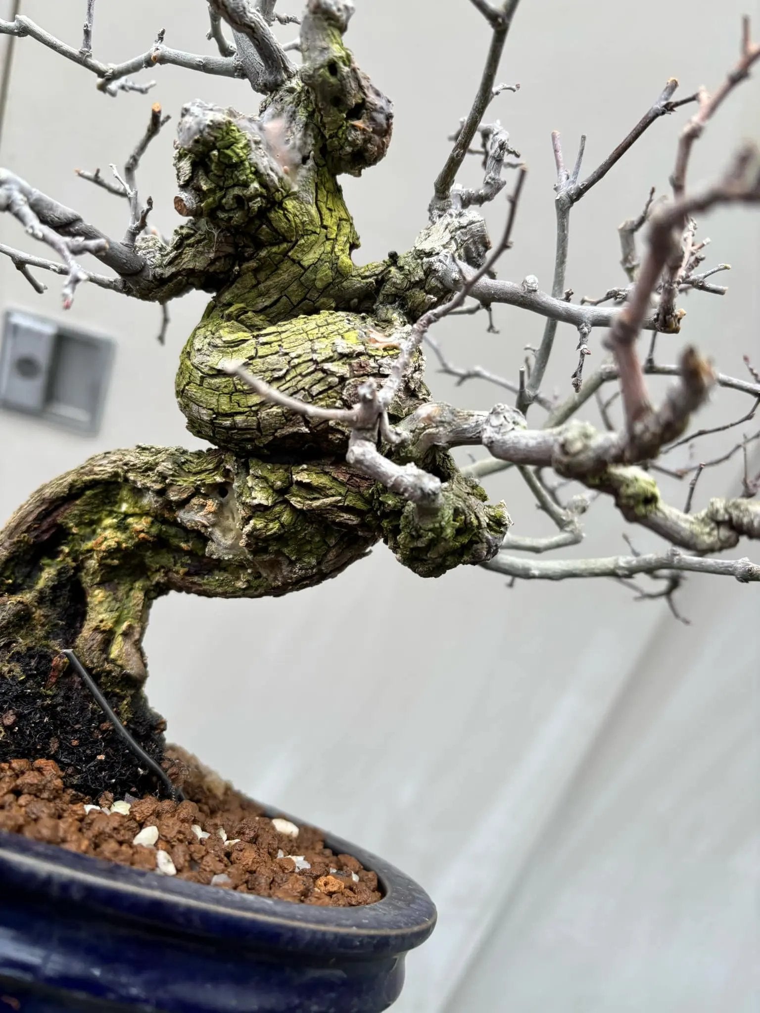 Berchemia racemosa Canada Bonsai