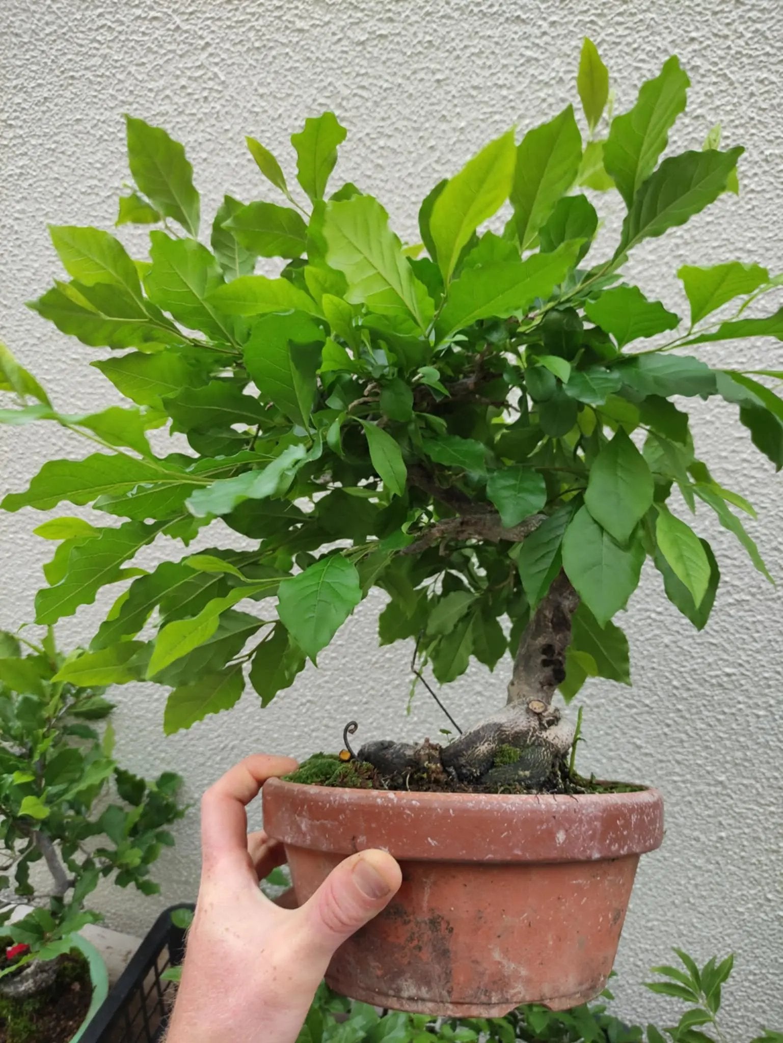Diospyros rhombifolia Canada Bonsai